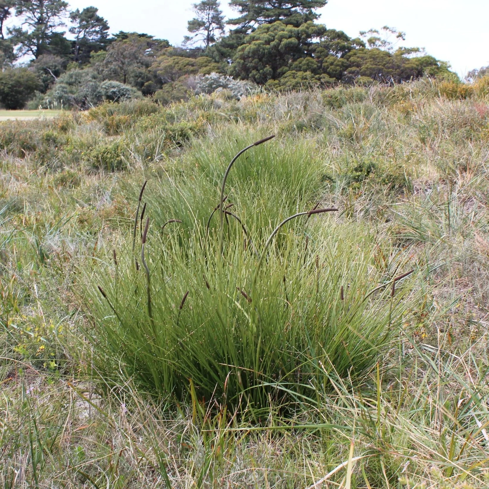 IMG_6289-web.jpg
