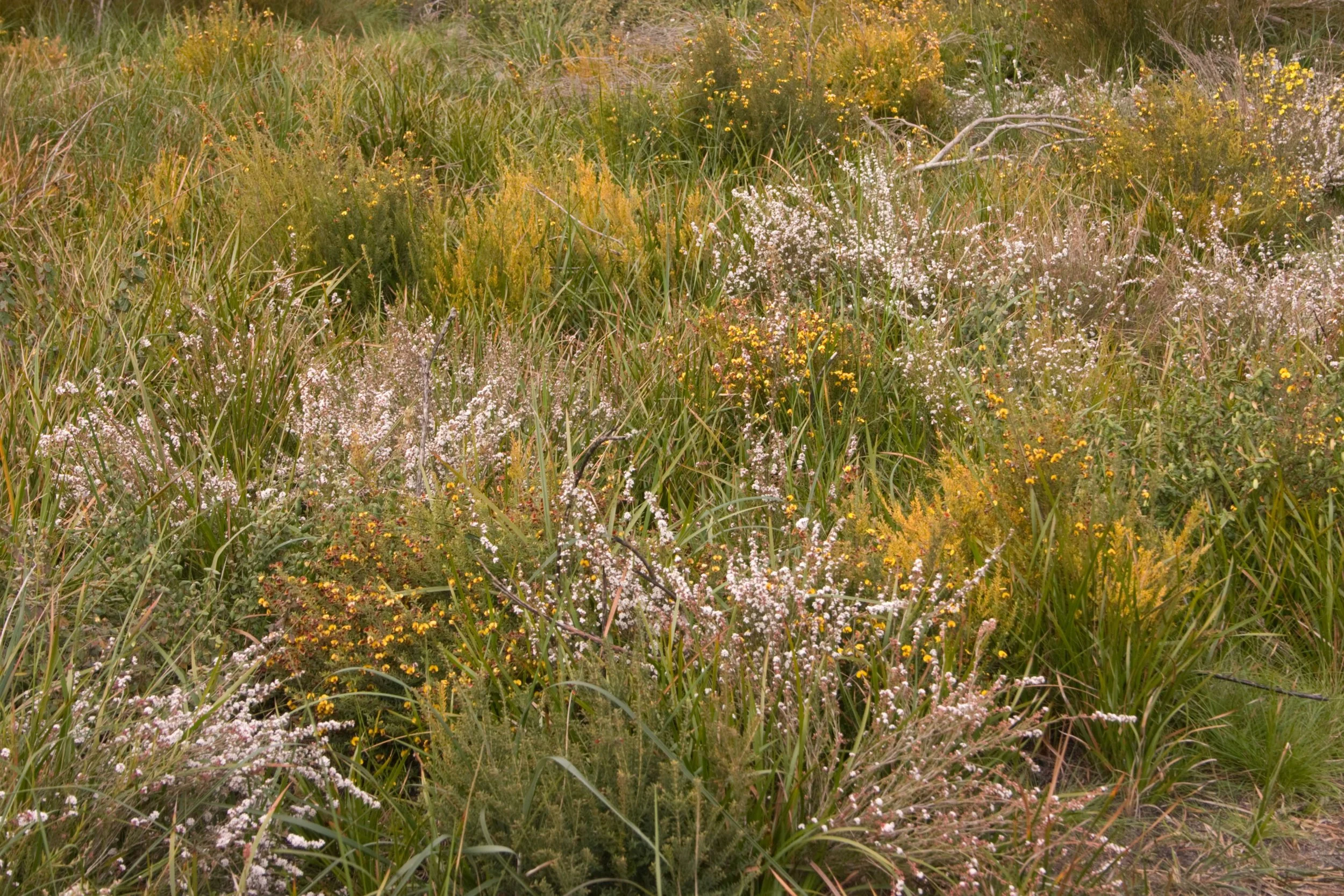Heathland - George Street, Cheltenham