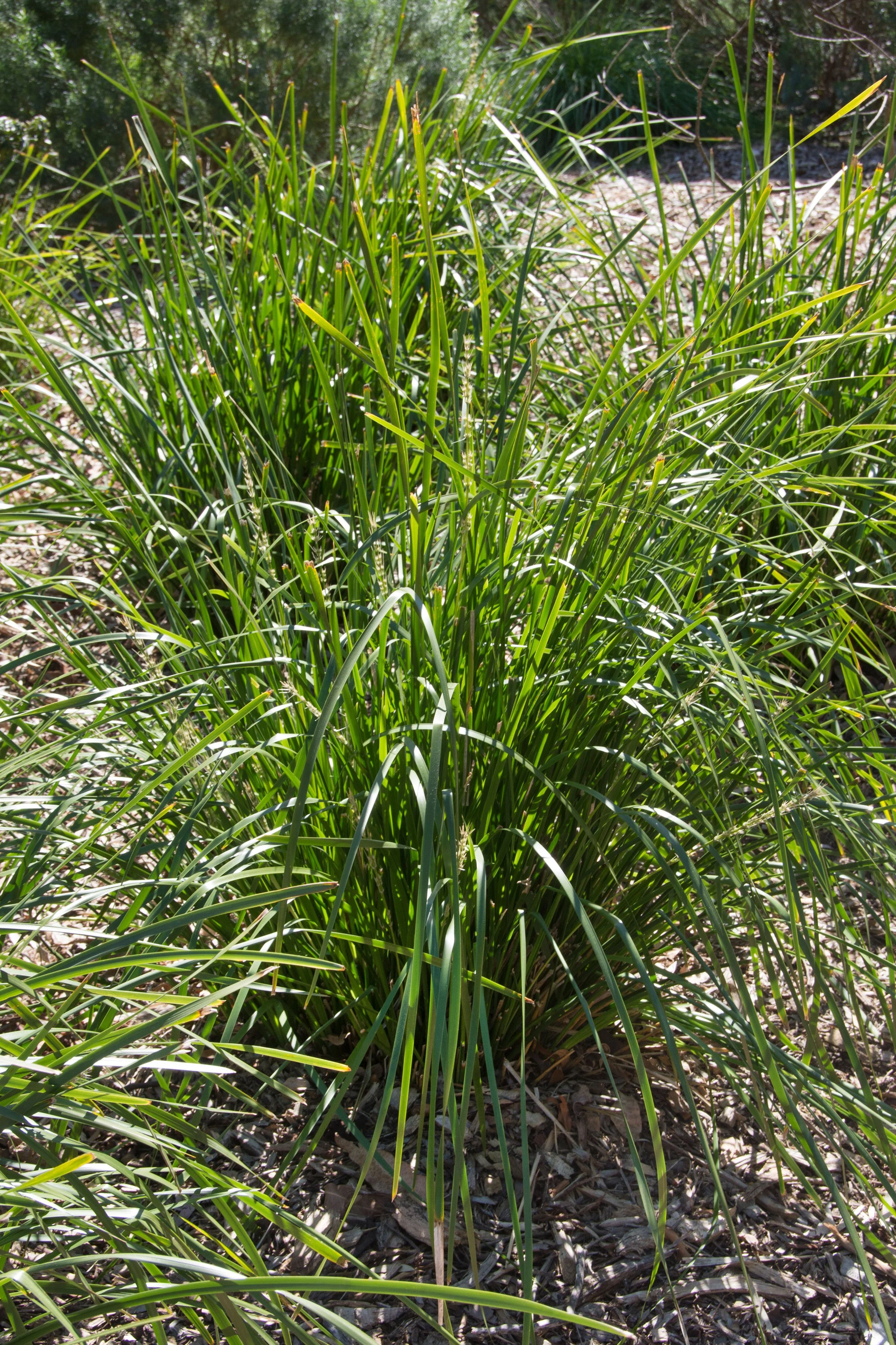 Lomandra longifolia