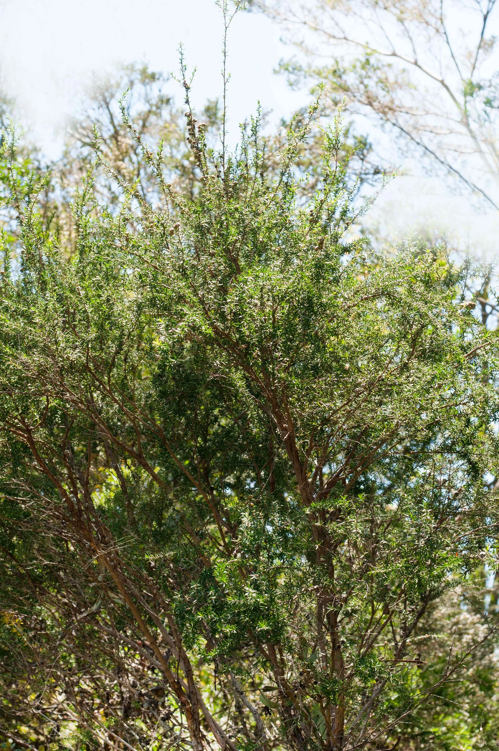 Leptospermum continentale