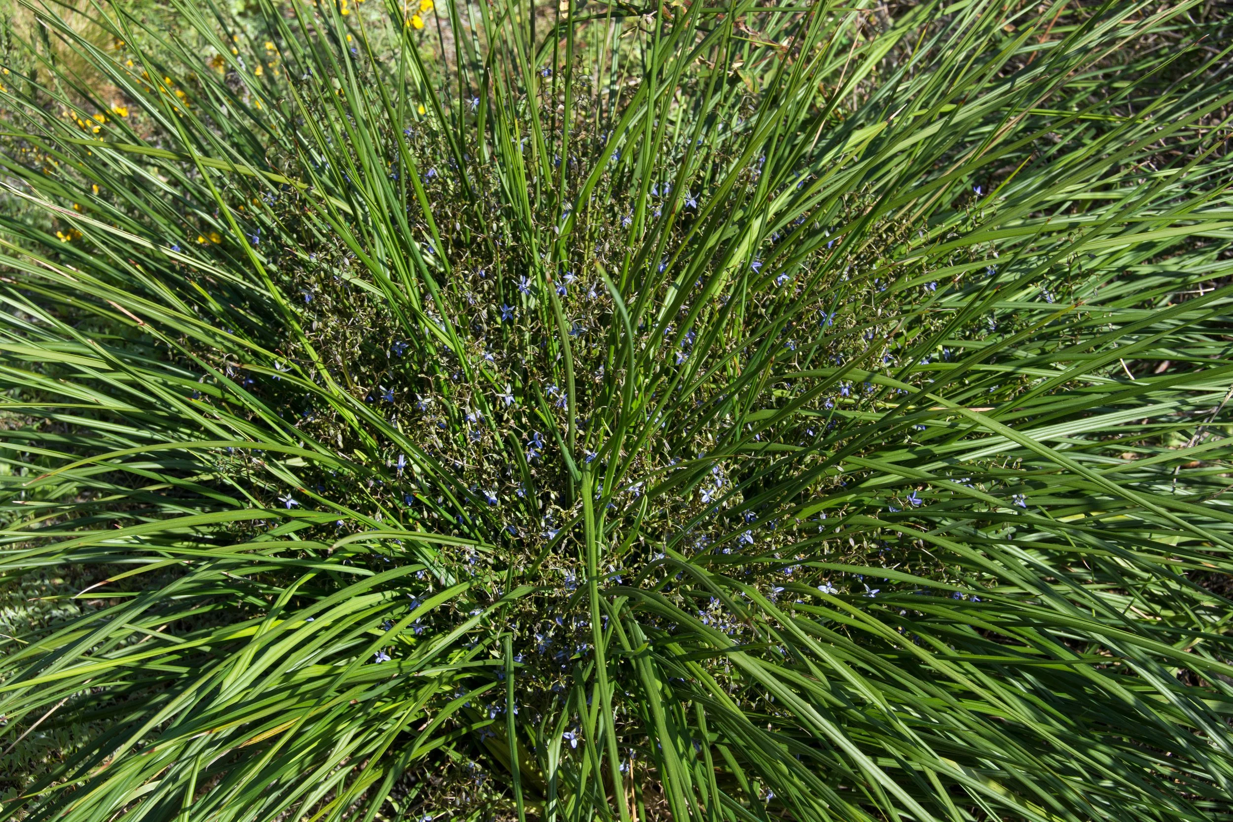Dianella brevicaulis