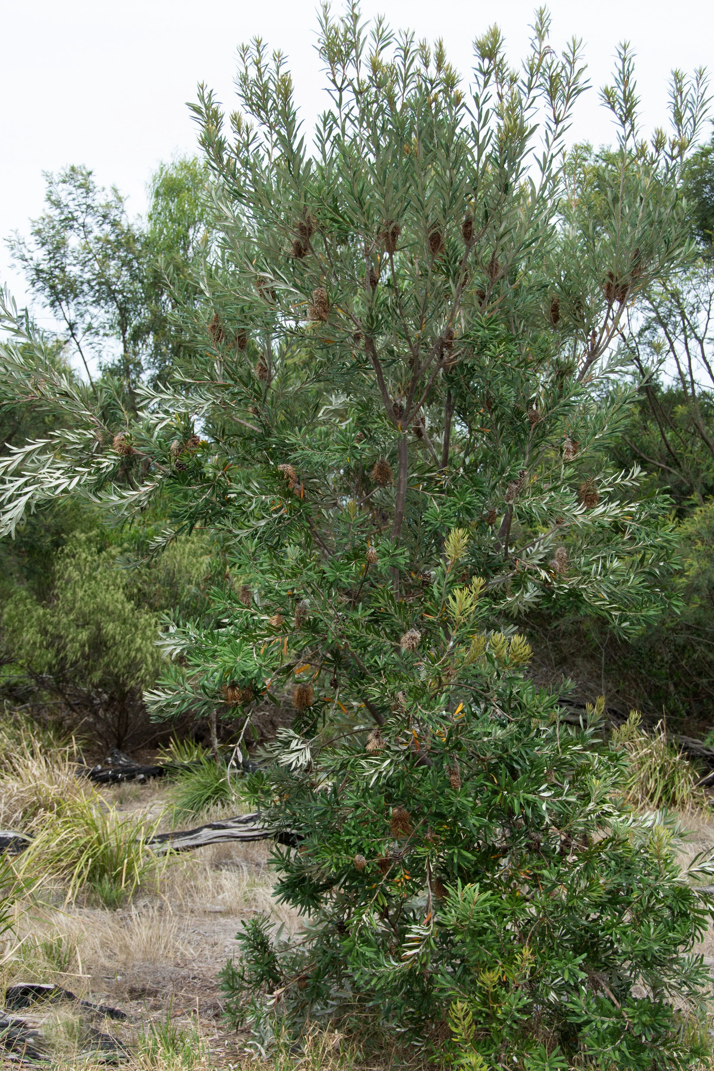 Banksia marginata