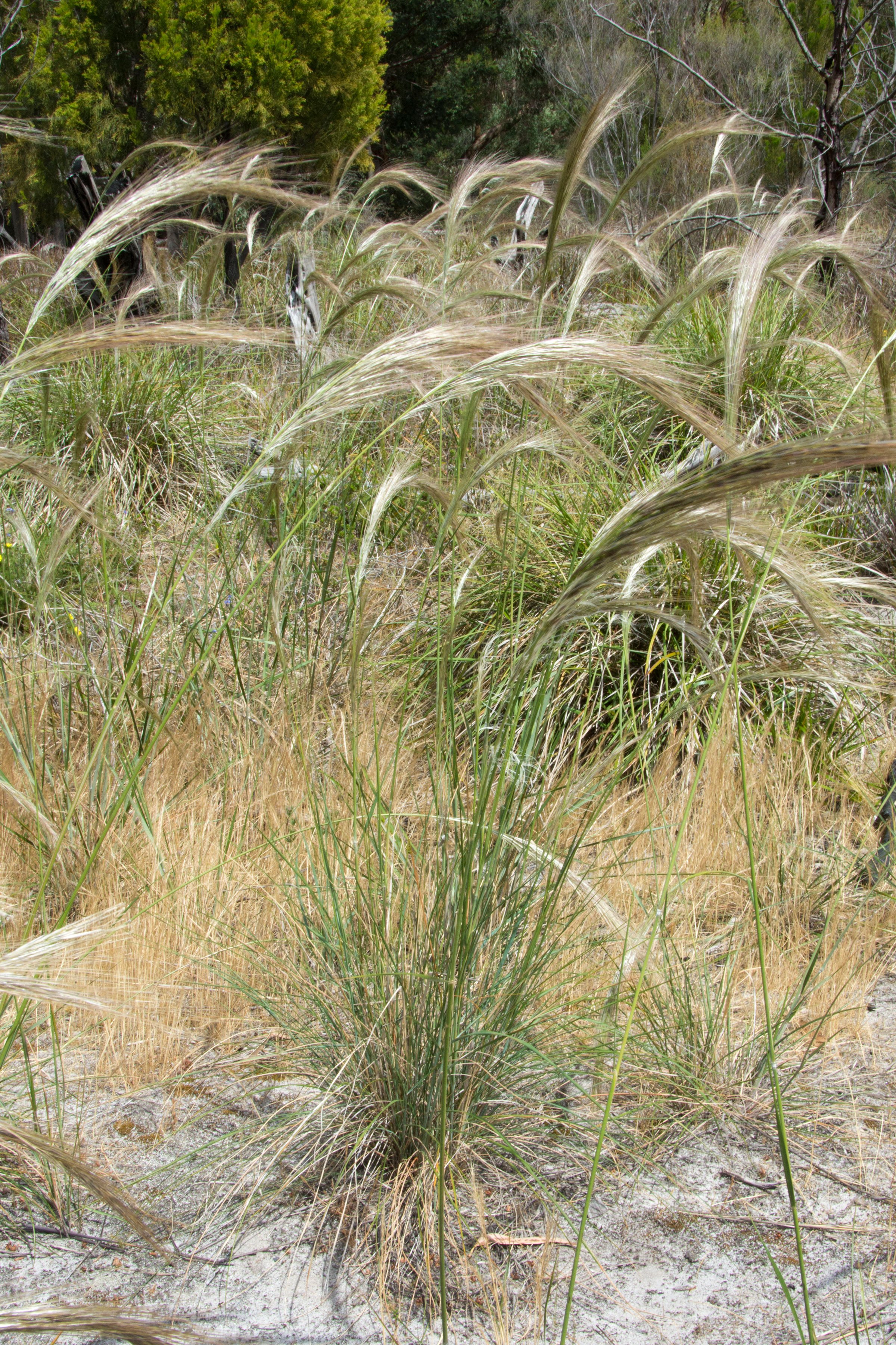 Austrostipa mollis