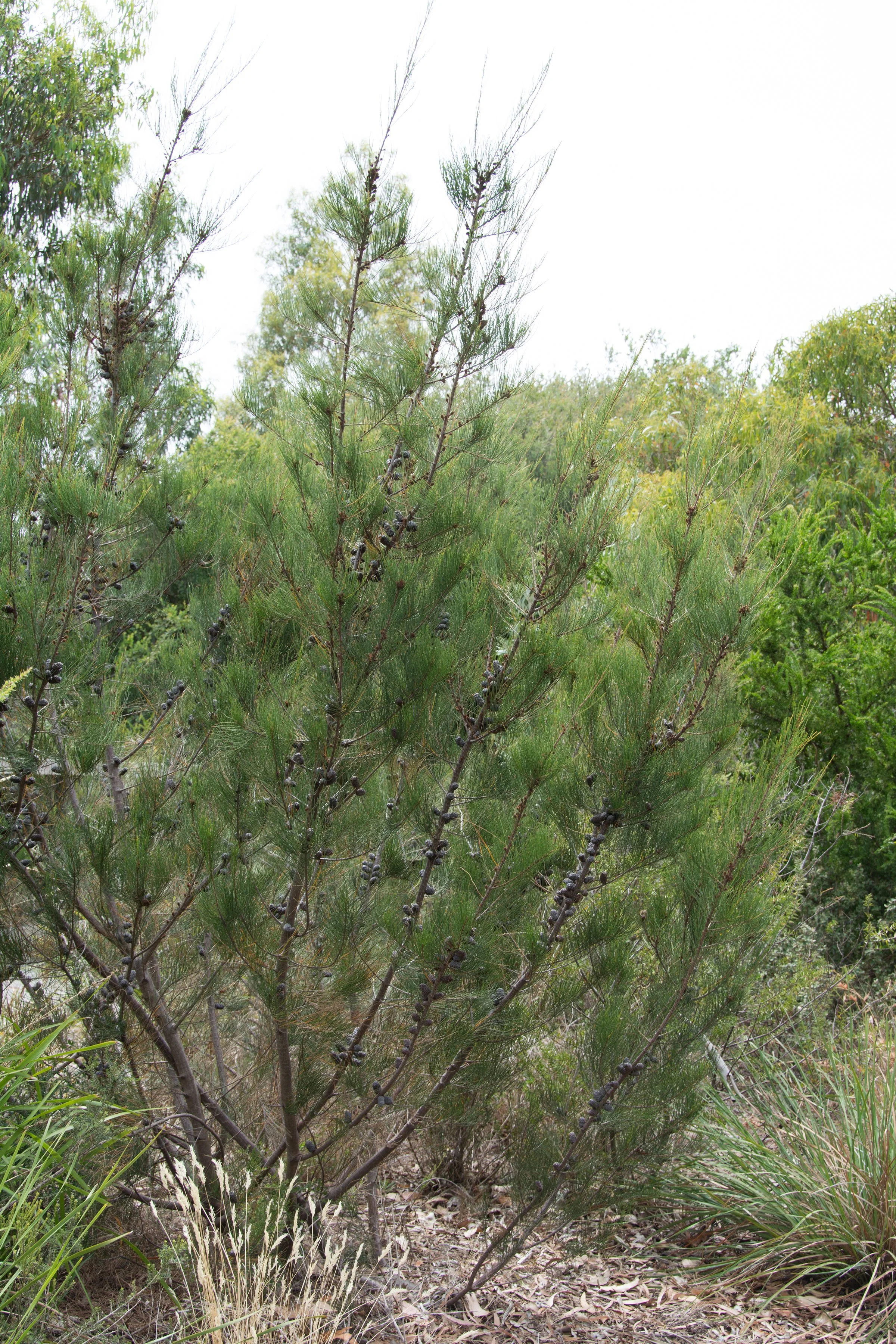 Allocasuarina paradoxa