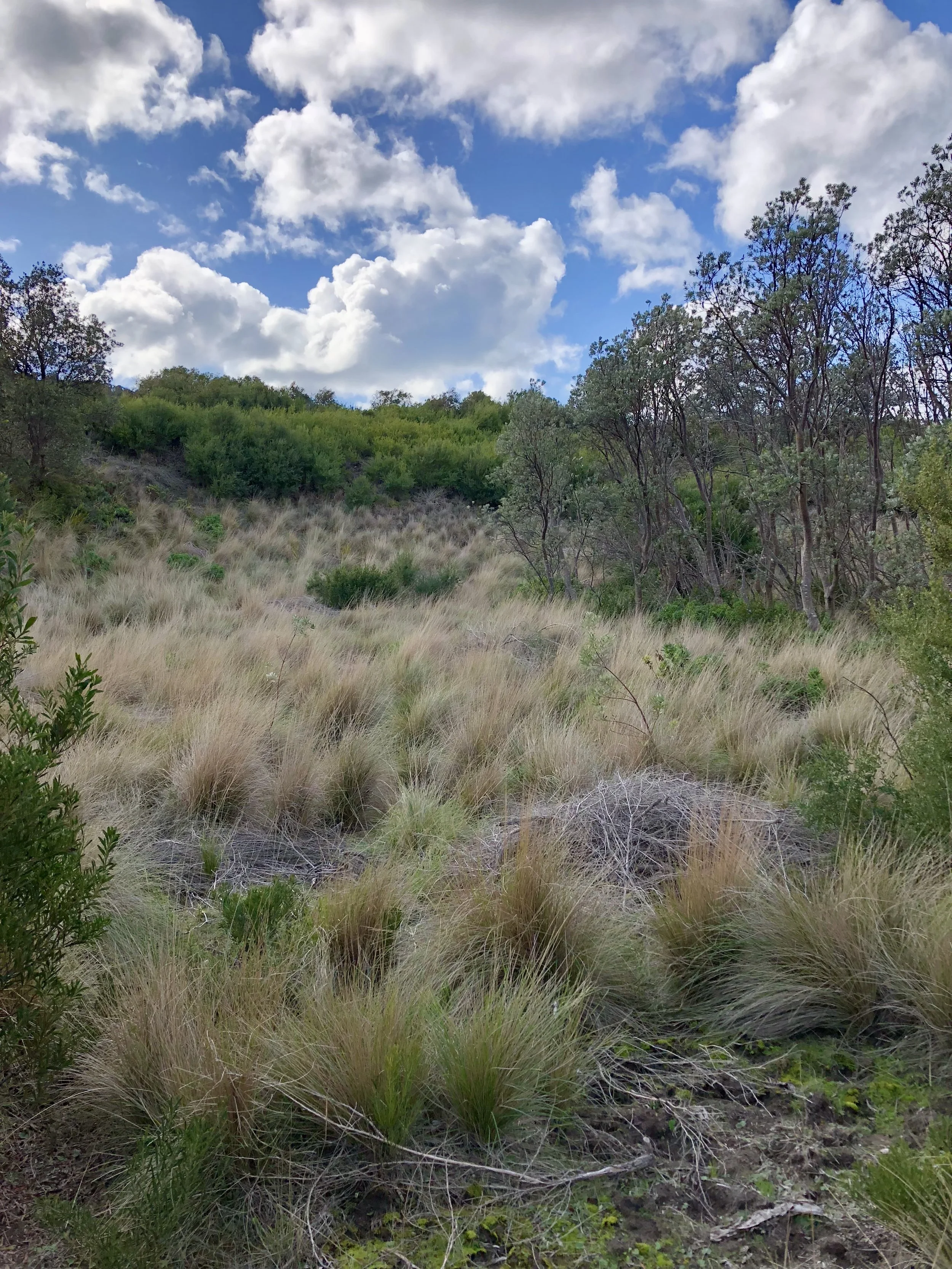 Banksia integrifolia in open grassland