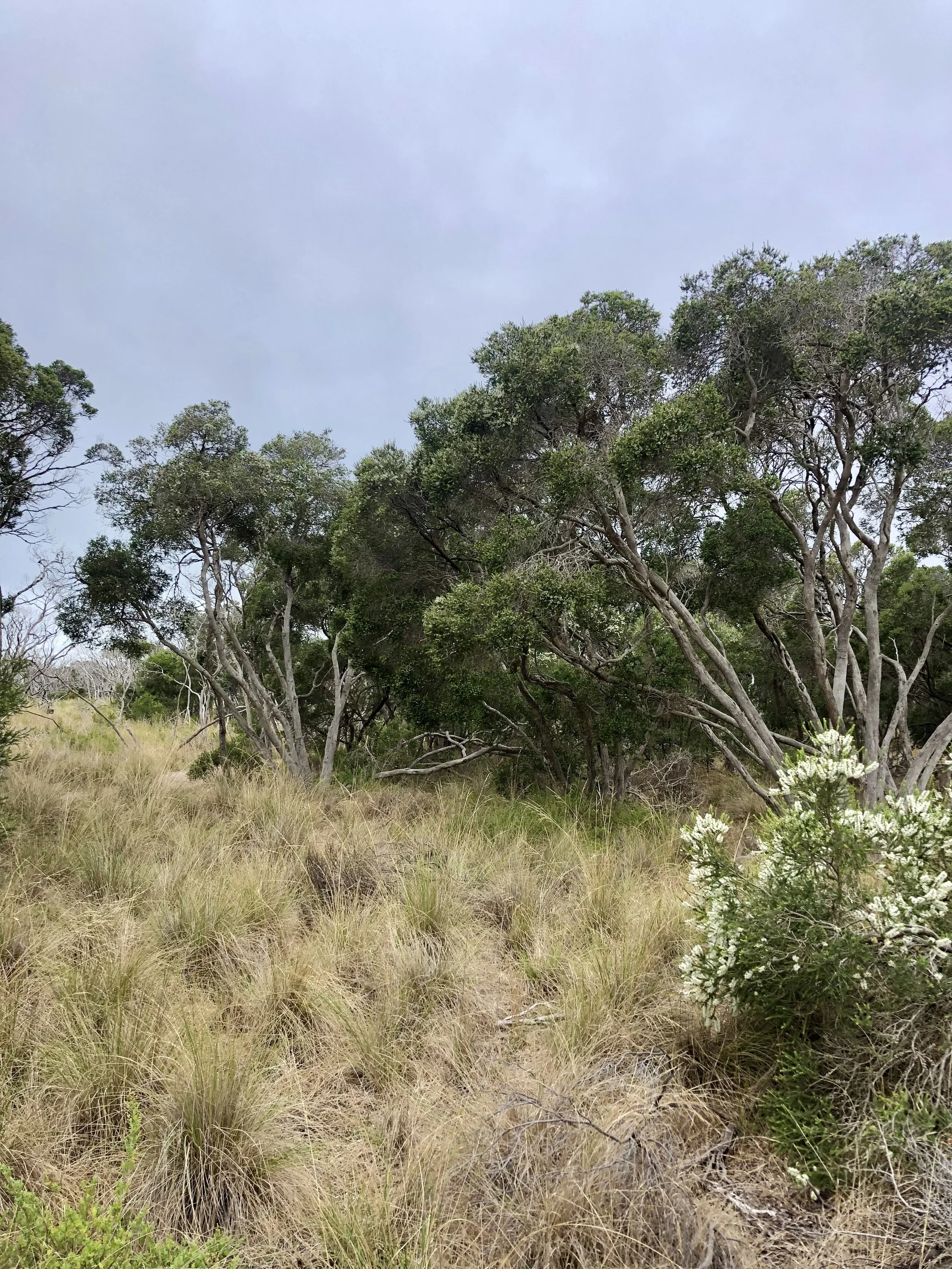 Moonah trees amongst Poa