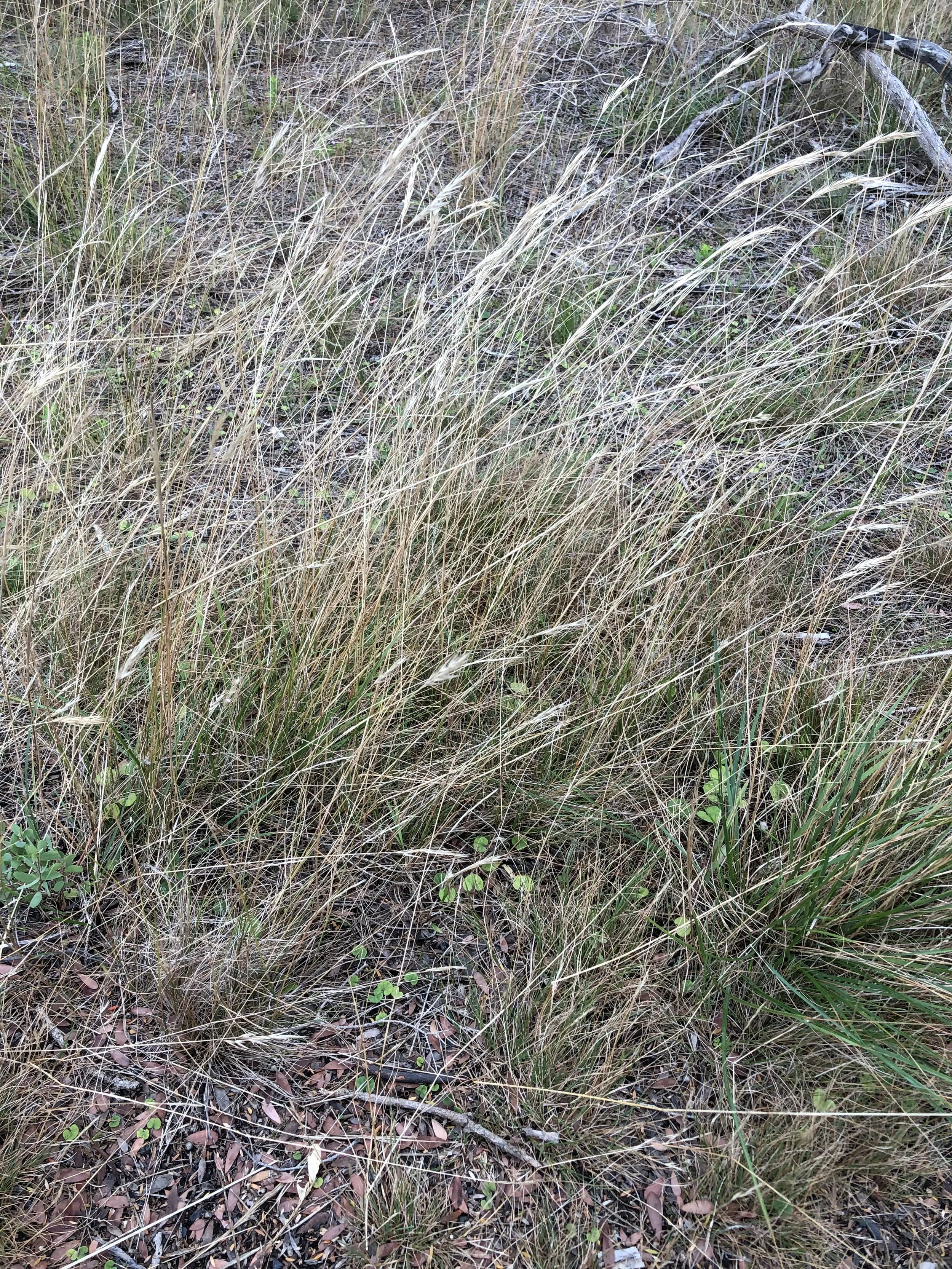 Grassland Groundcover