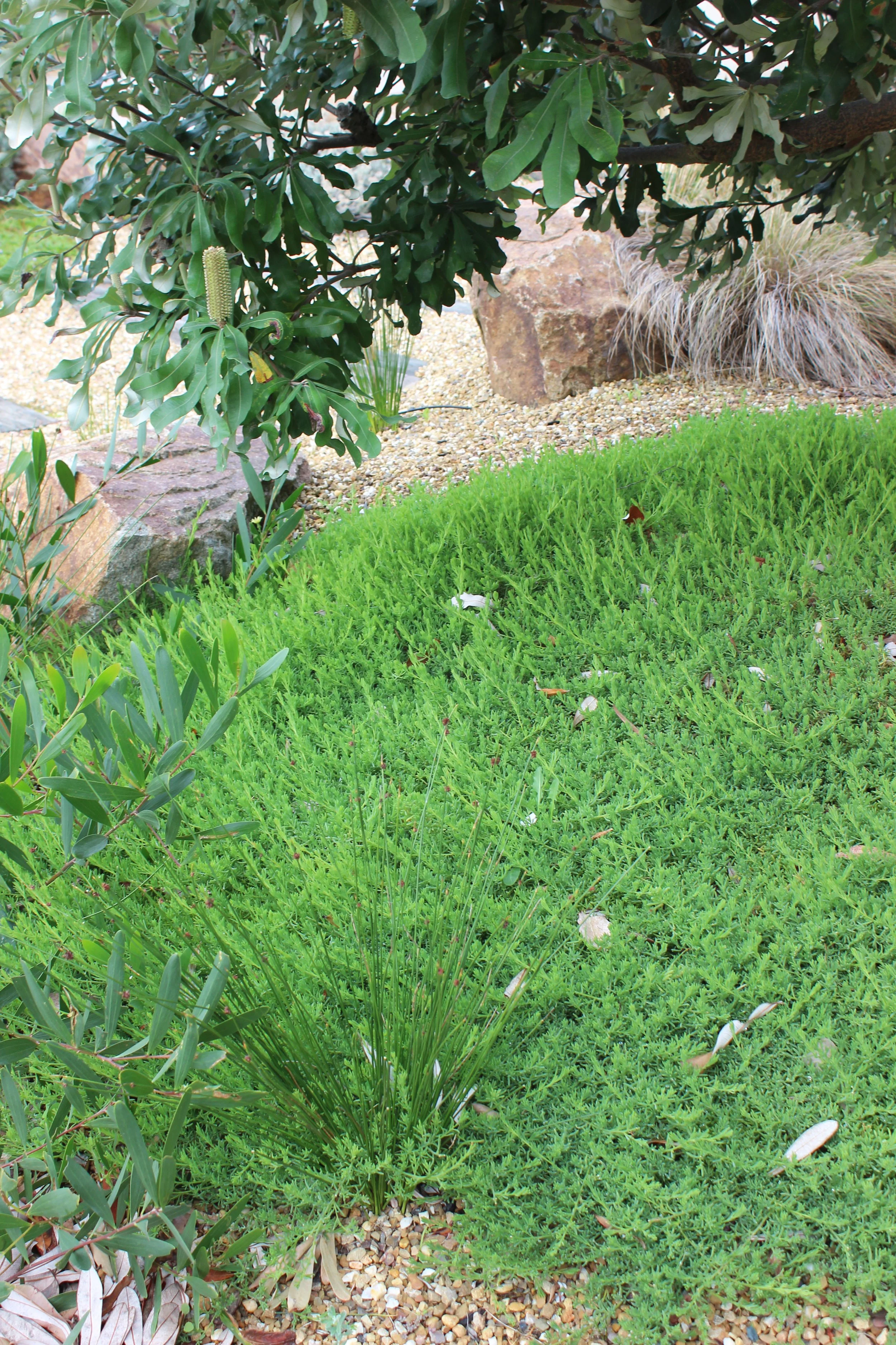 Threlkeldia diffusa