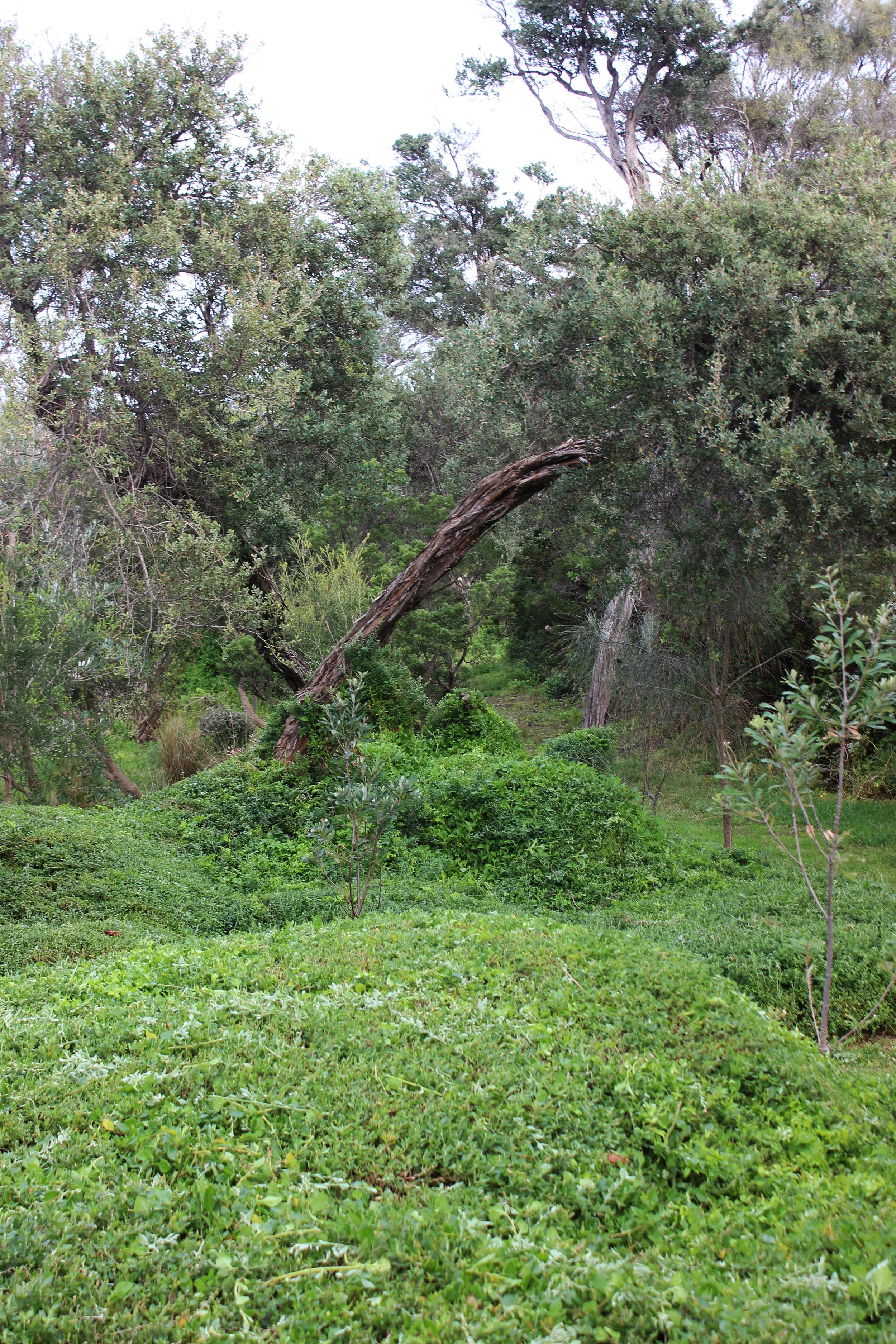 Fire resistant wavey hedge