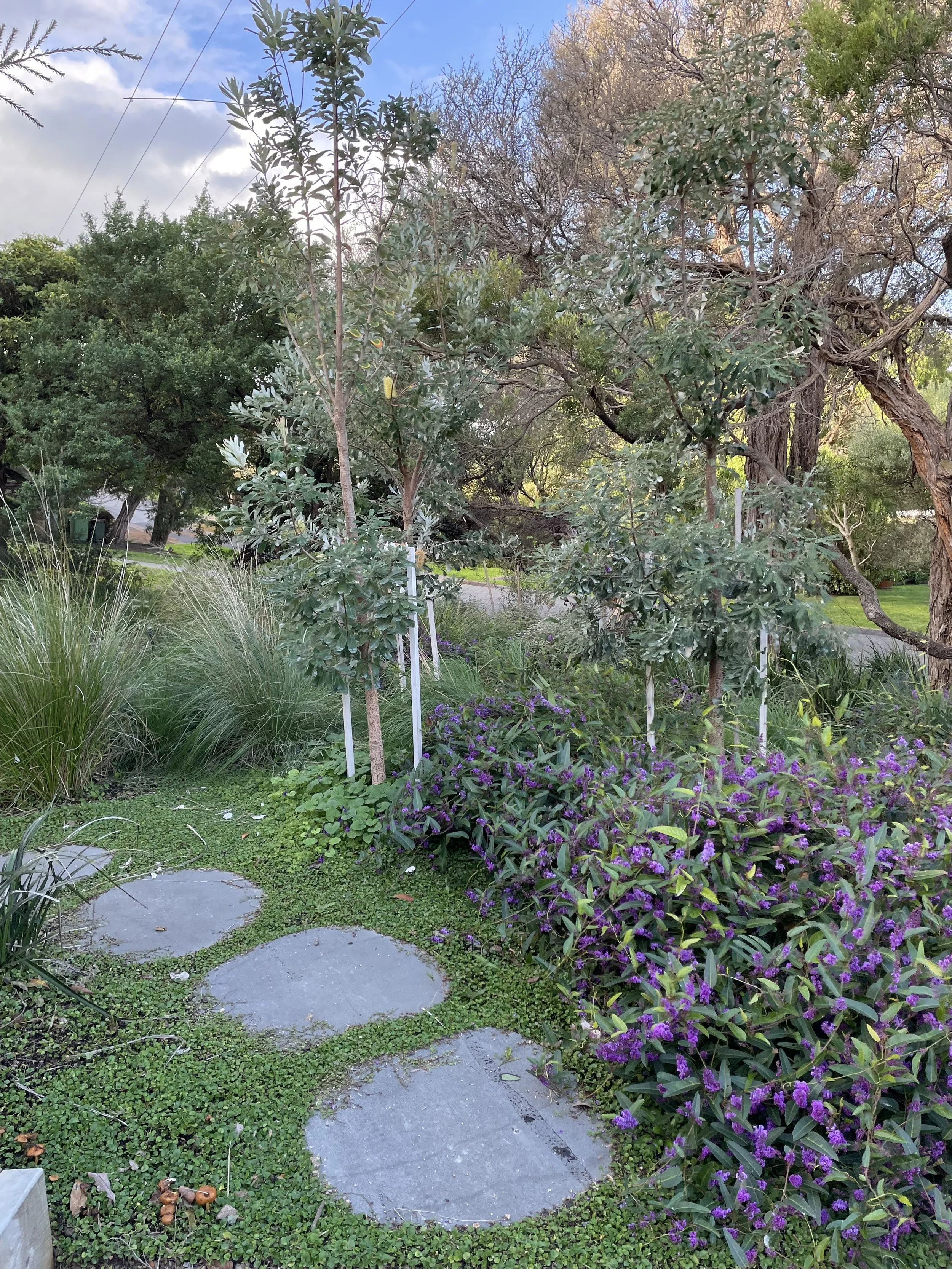Close grouping of trees
