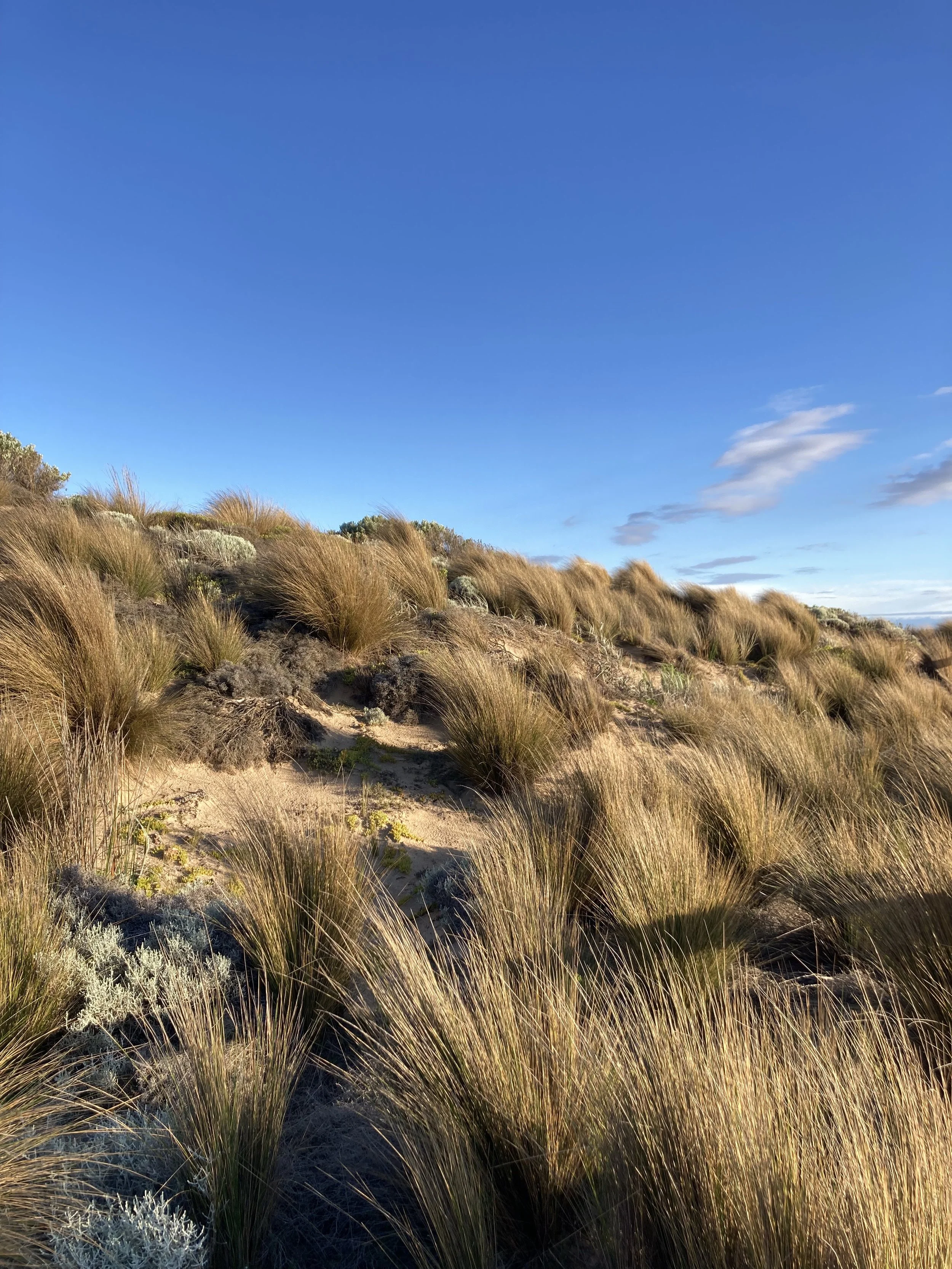 Tussock 2.jpeg