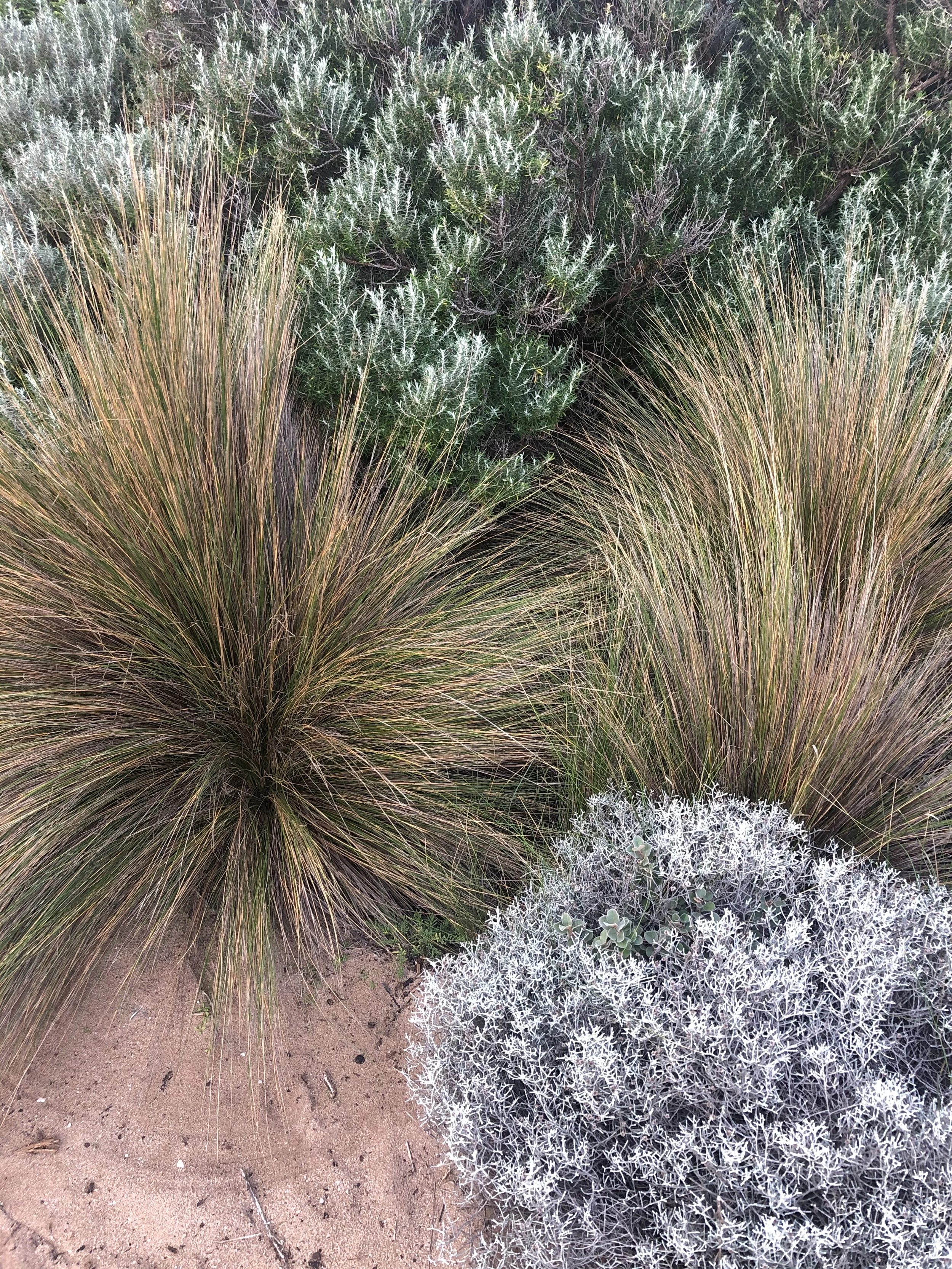 Tussock 1.jpeg