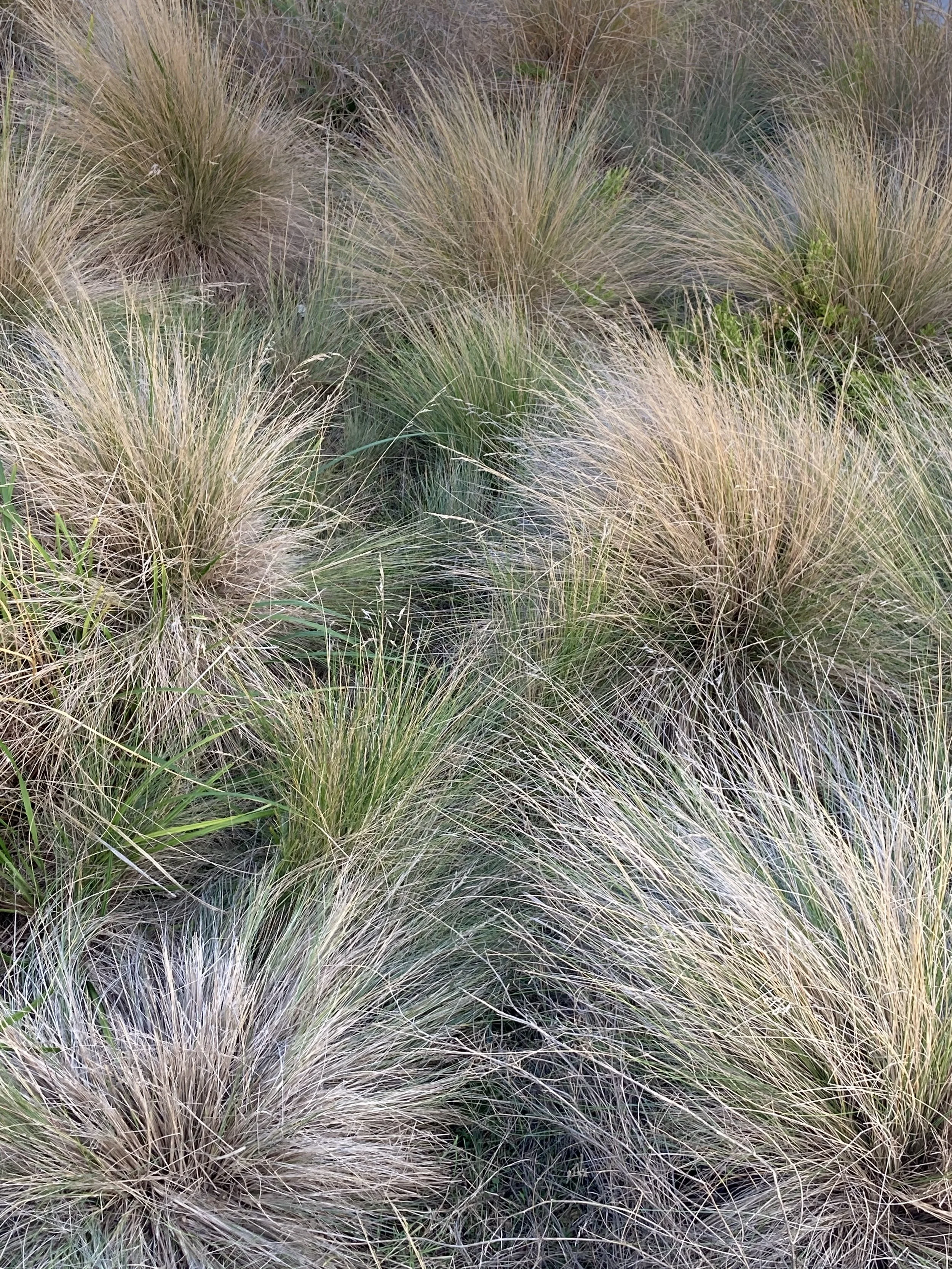 Tussock 3.jpeg