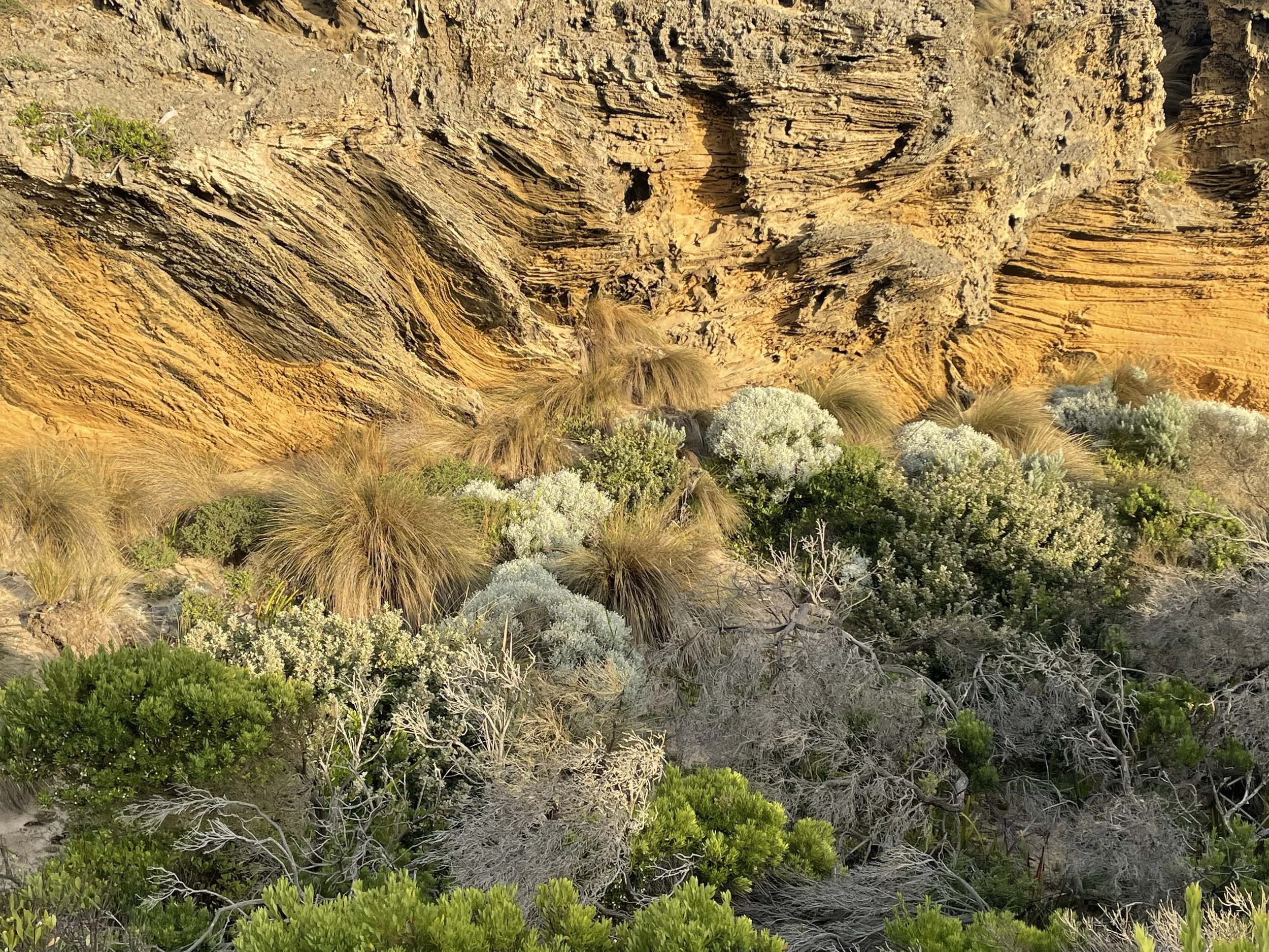 Tussock 4.jpeg