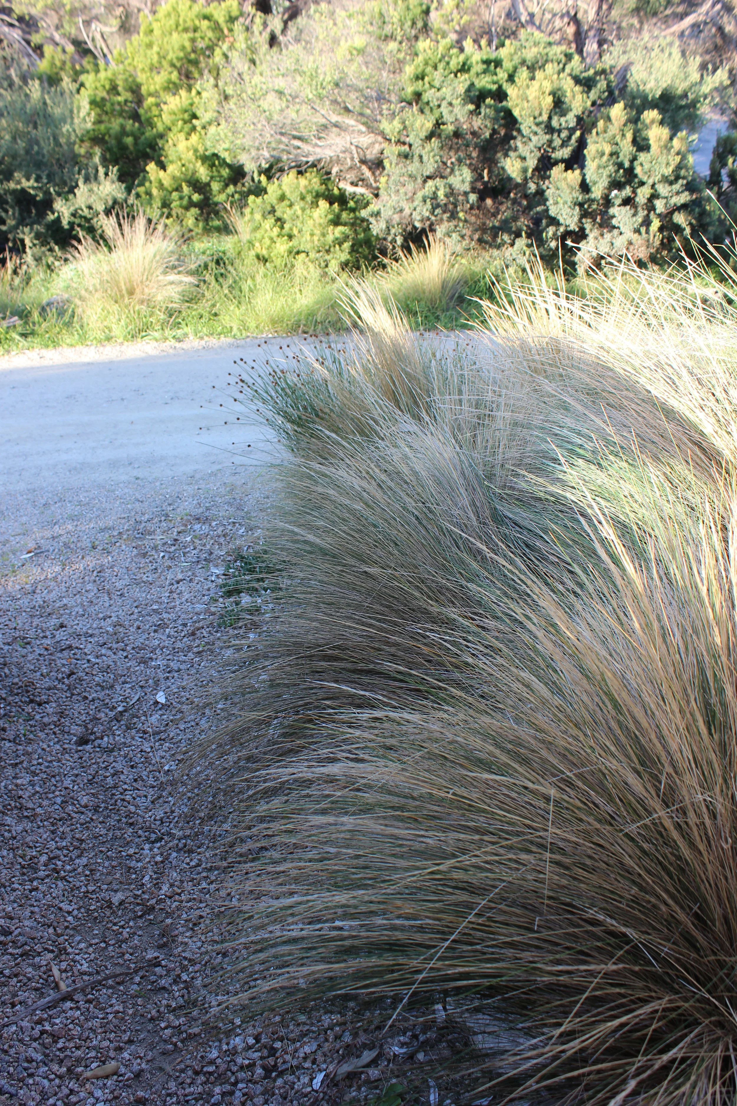 Imitation Tussock 1.JPG