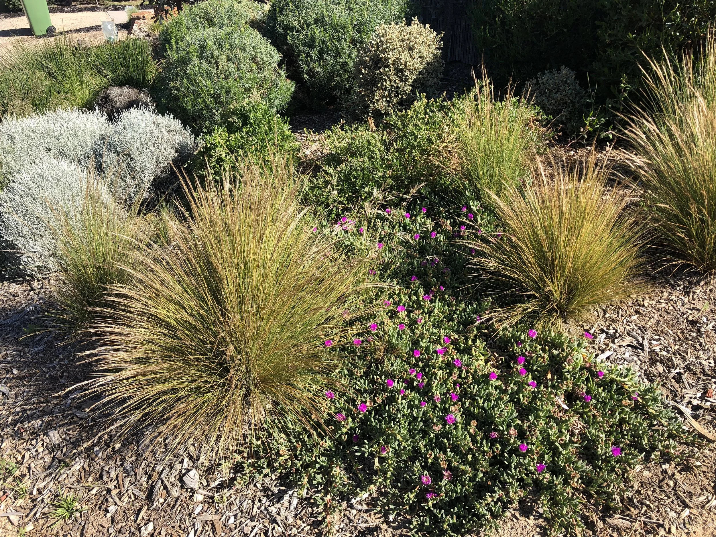 Imitation Tussock 2.jpeg