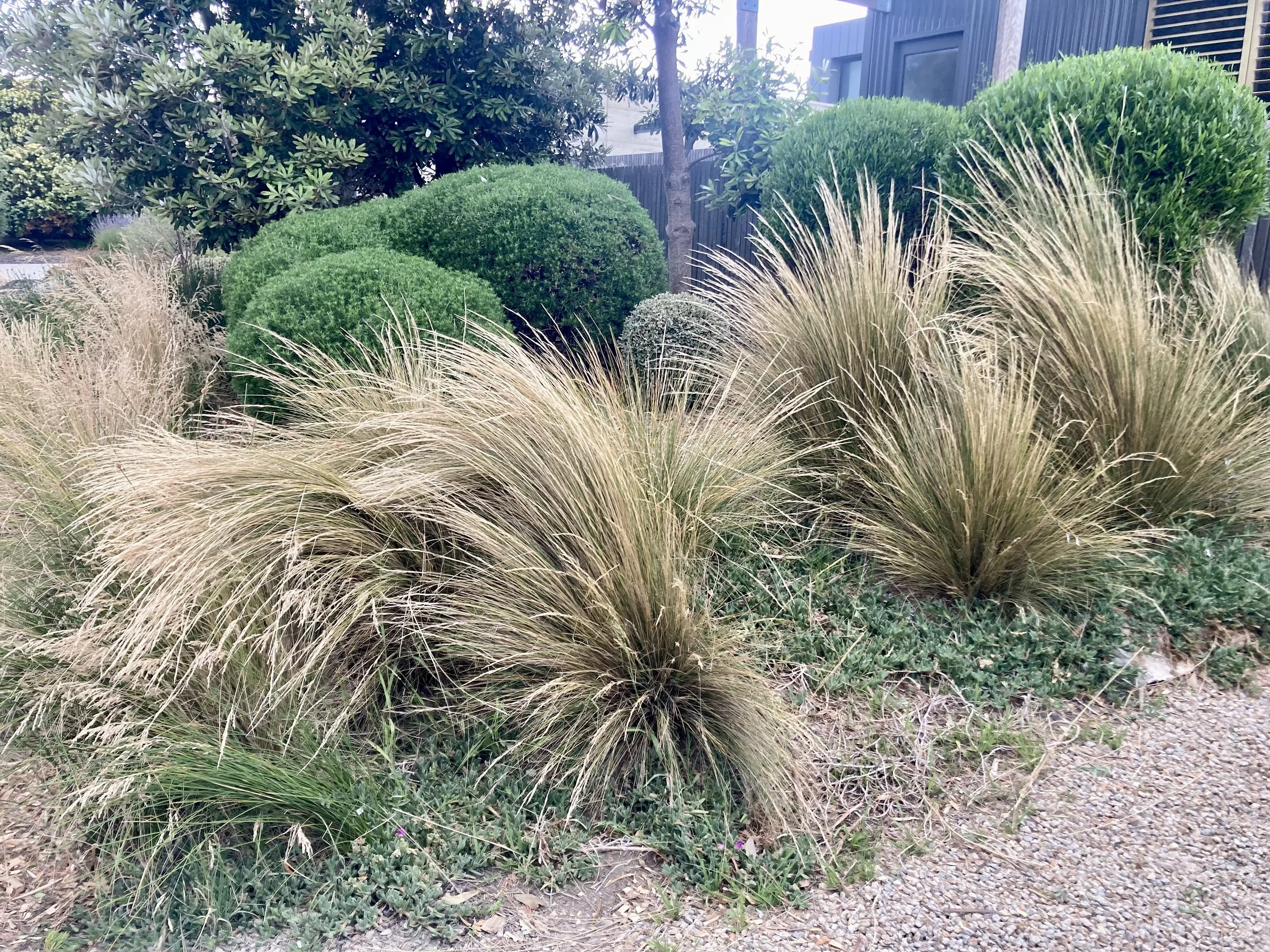 Imitation Tussock 3.jpeg