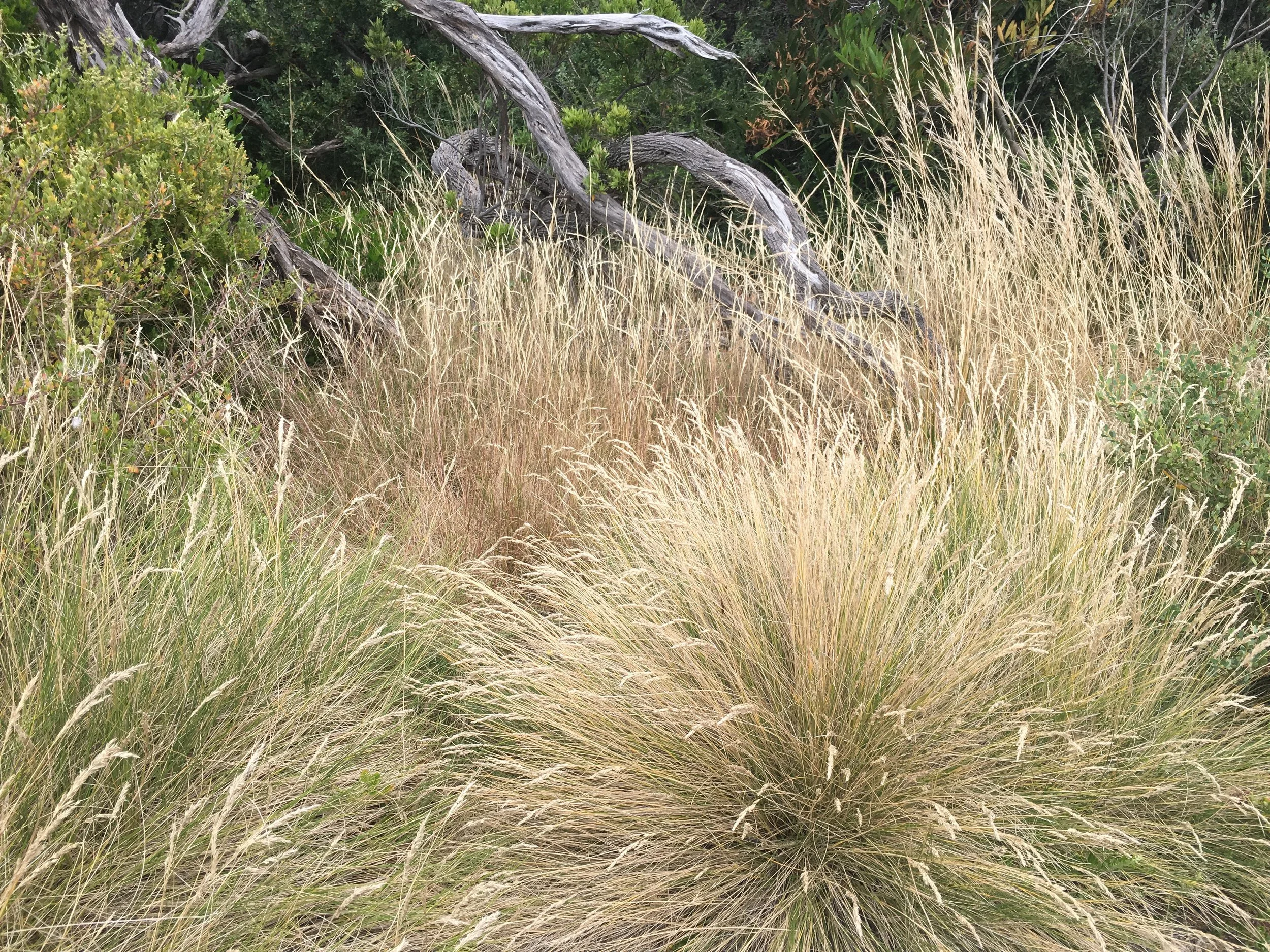 Grassland 1.JPG