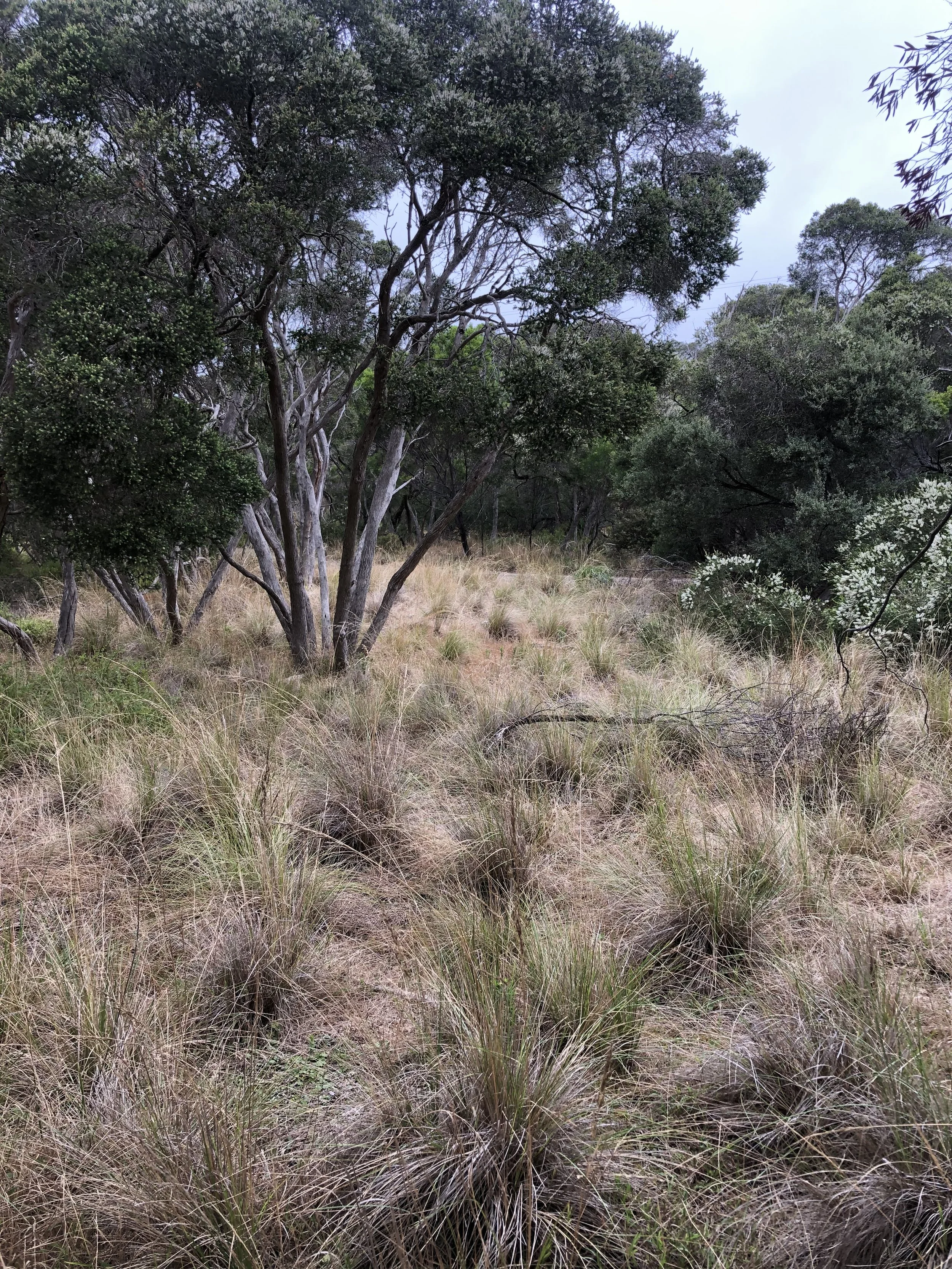 Grassland 2.jpeg