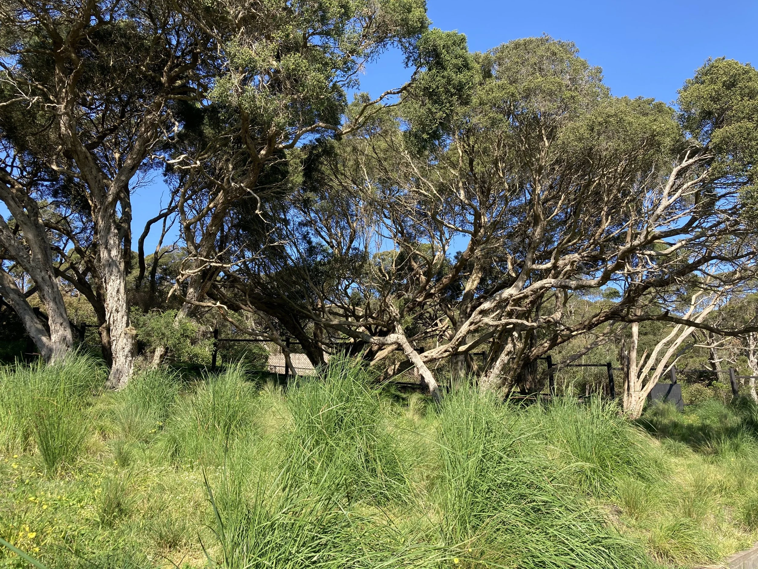 Imitation Grassland 4.jpeg