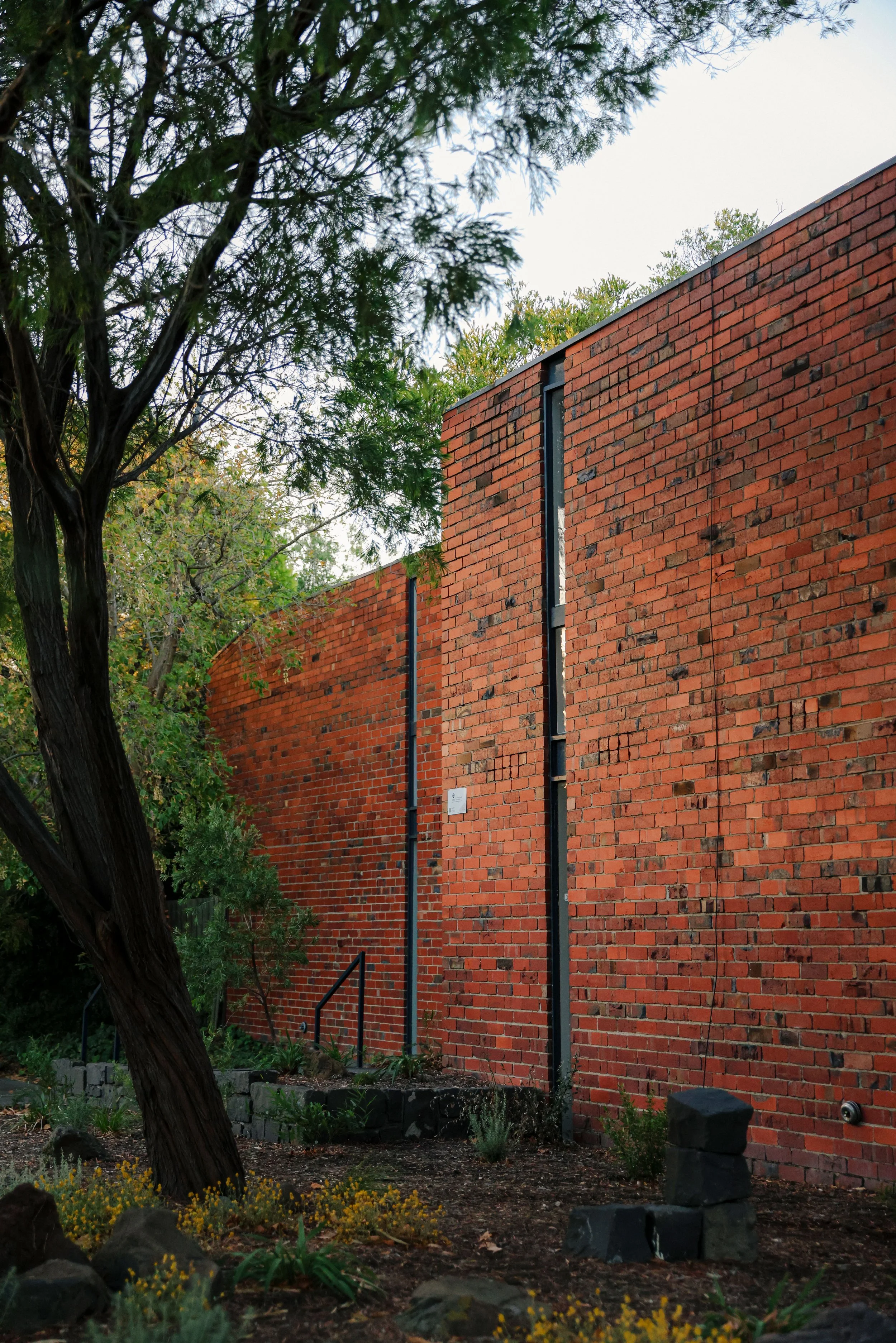 Indigenous and native planting within a residential Townhouse landscape design in Glen Iris Melbourne