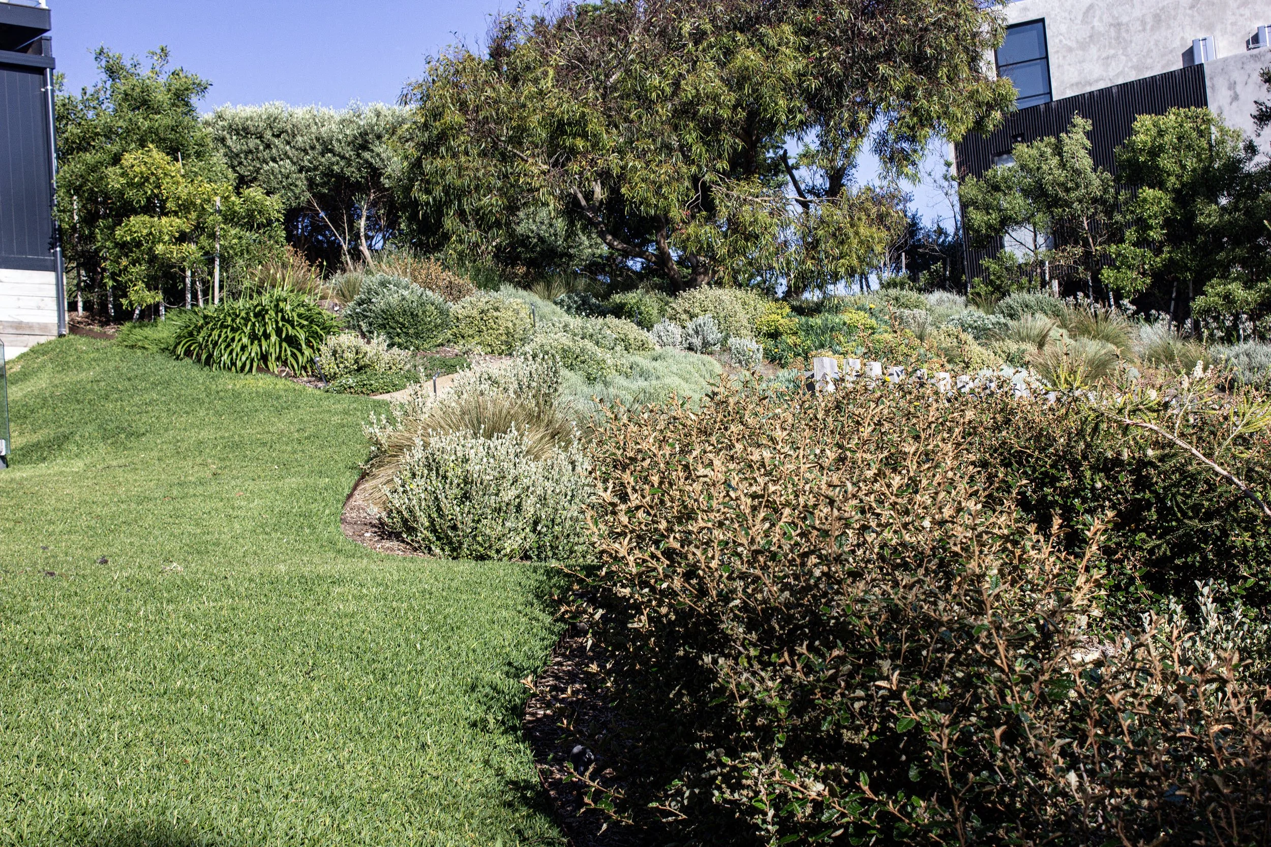 Coastal garden and shrubs in Portsea