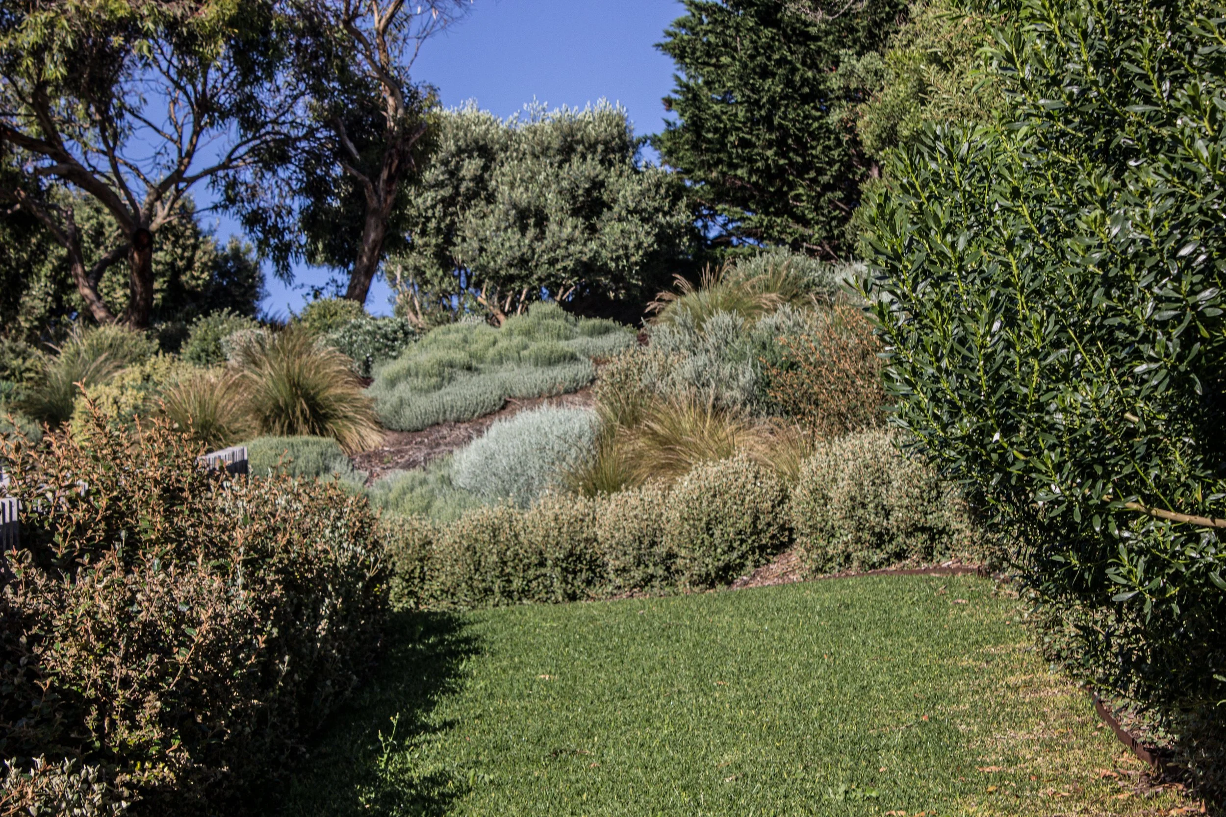 Coastal Garden with shrubs and lawn in Portsea