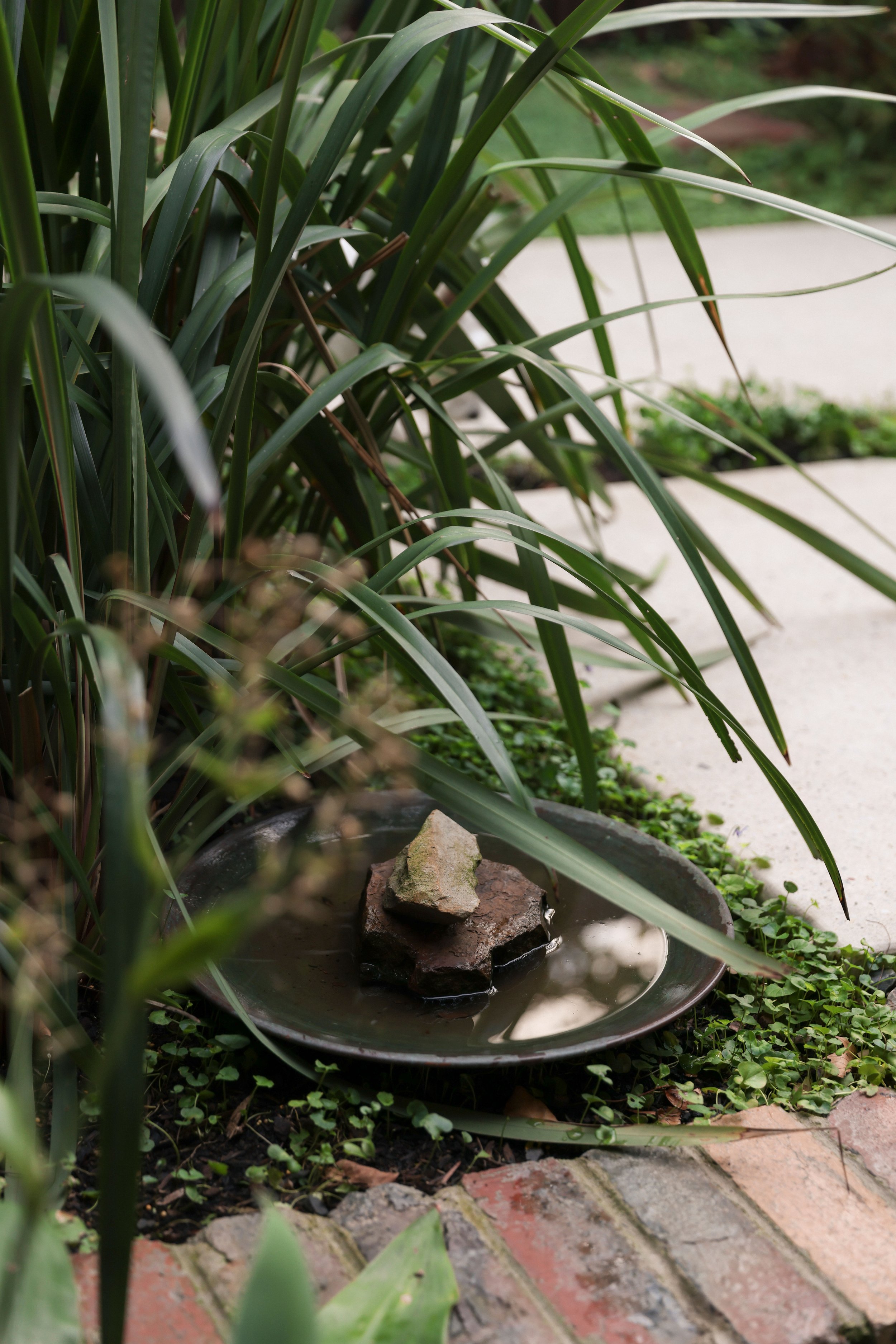 Indigenous and native planting within a residential courtyard landscape design in Glen Iris Melbourne
