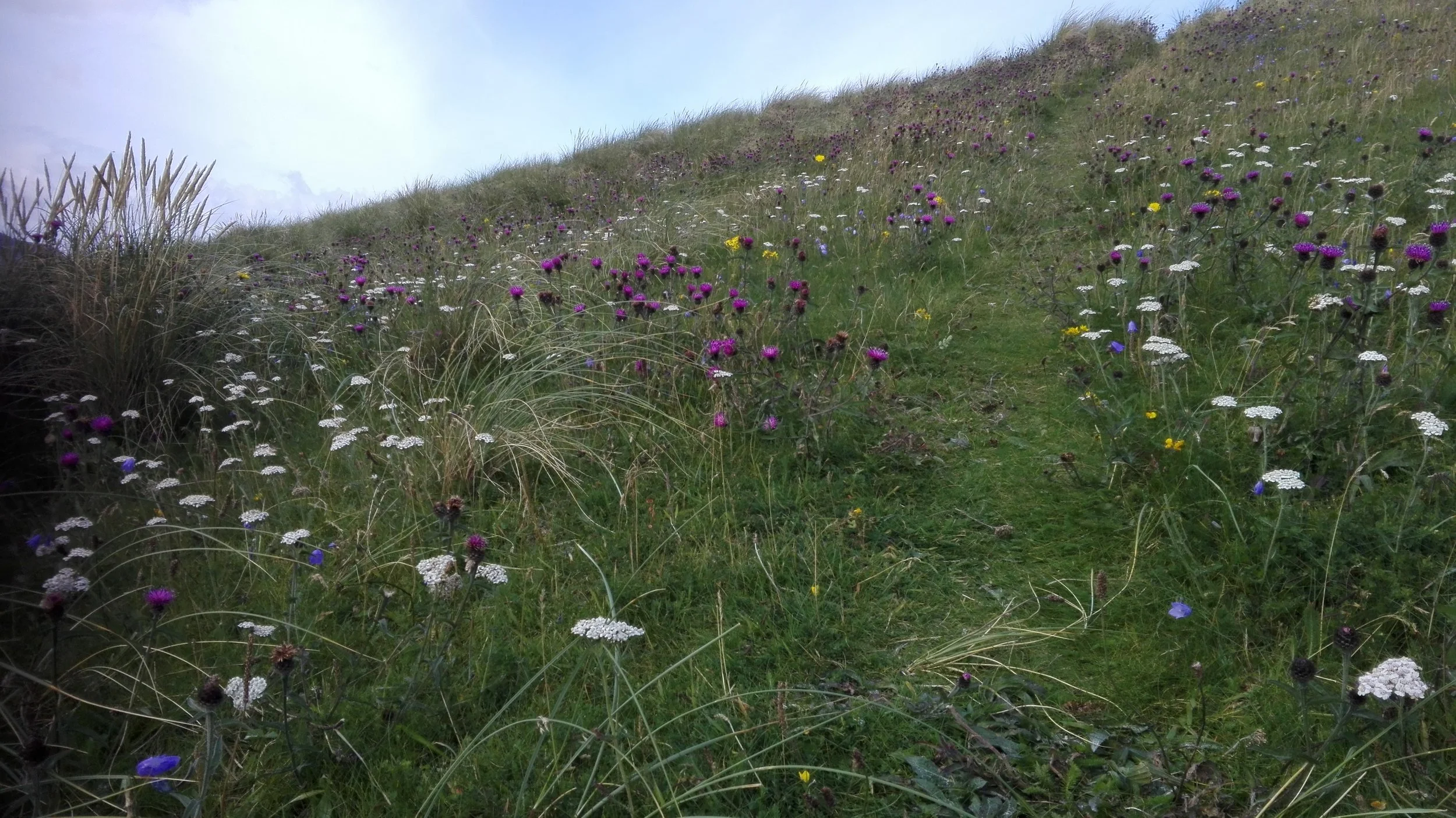 Schotti Blumenmeer.jpg