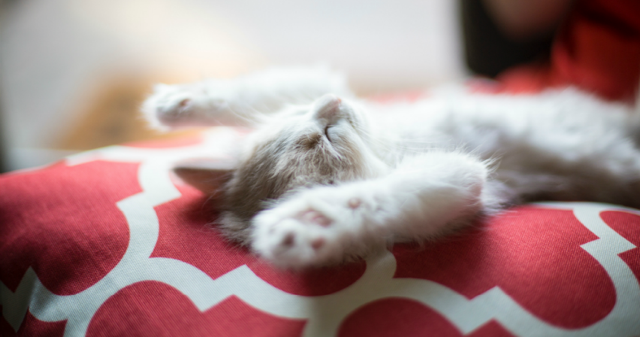 Muiden vai itsensä palvelija? (Kuva: www.unsplash.com)