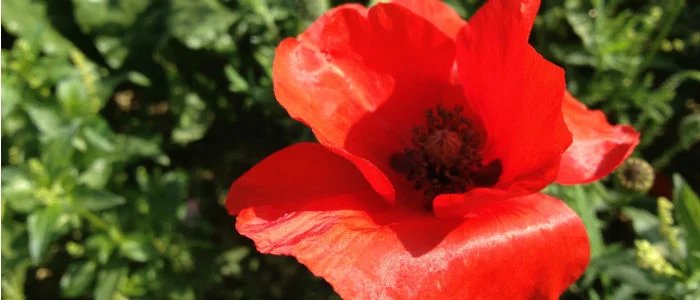 University of Glasgow teams up with BBC to launch World War One MOOC