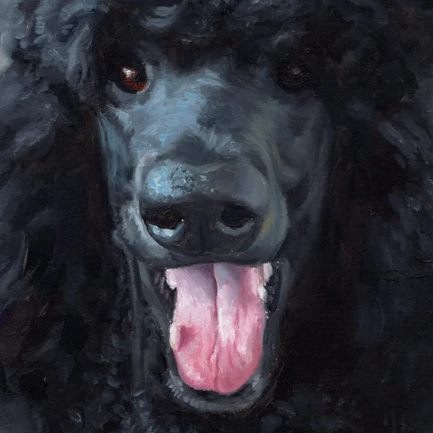 oil portrait close up of black poodle with tongue sticking out