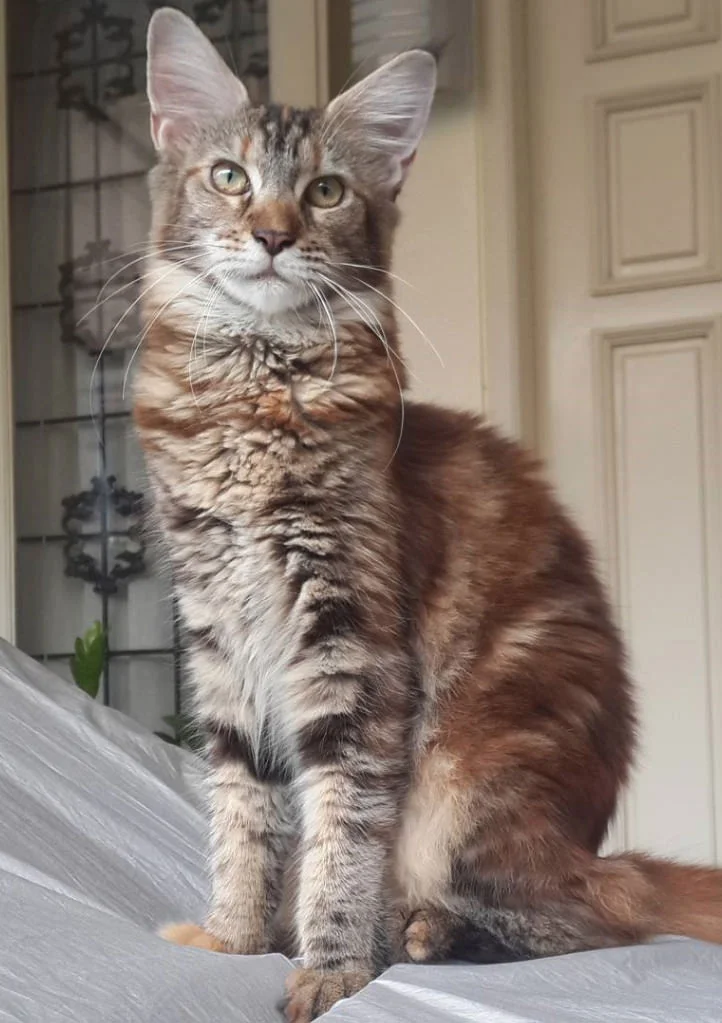 Photo of a cat