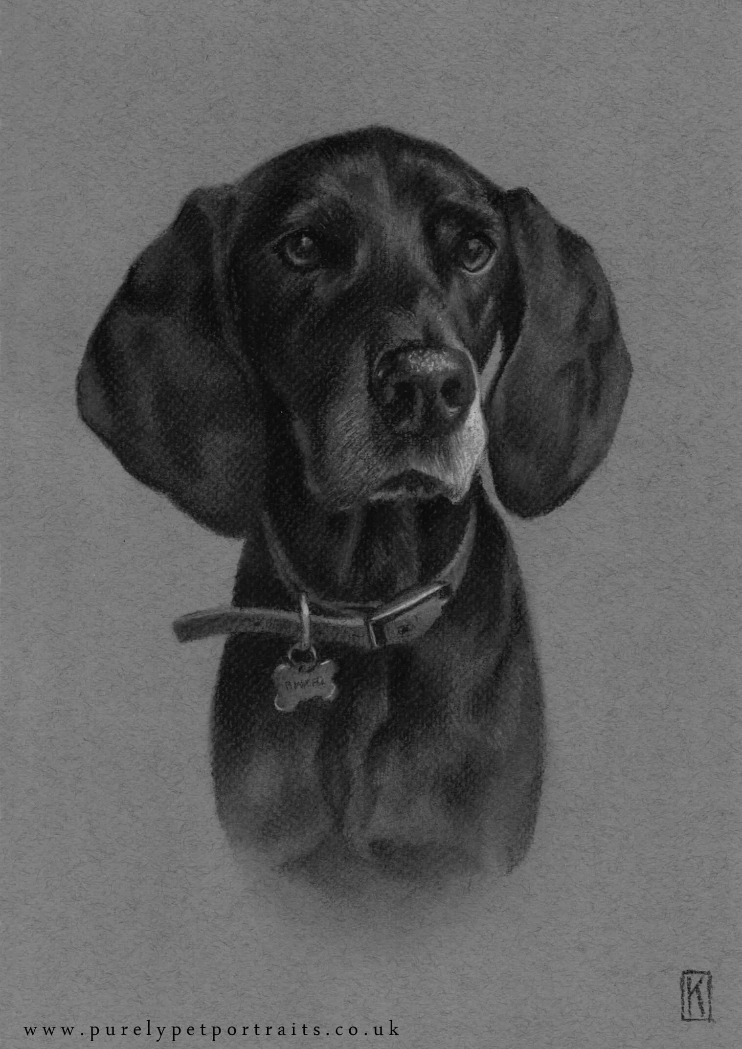 Portrait of Binker. A4 charcoal drawing on grey tinted paper.