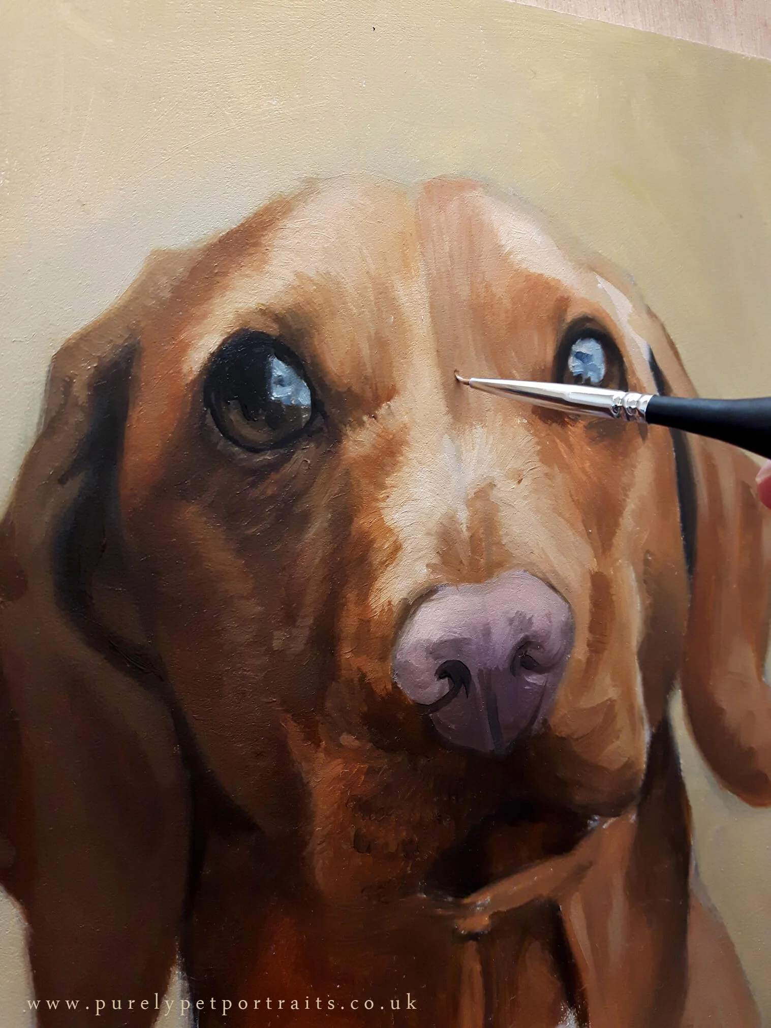 POrtrait of Barnaby by www.purelypetportraits.co.uk
