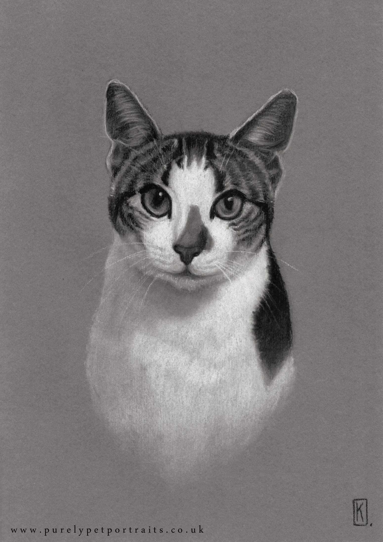 cat3.JPG