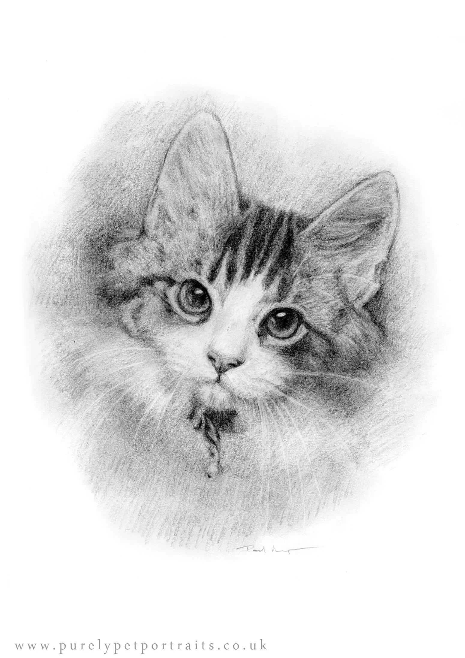 kitten.jpg