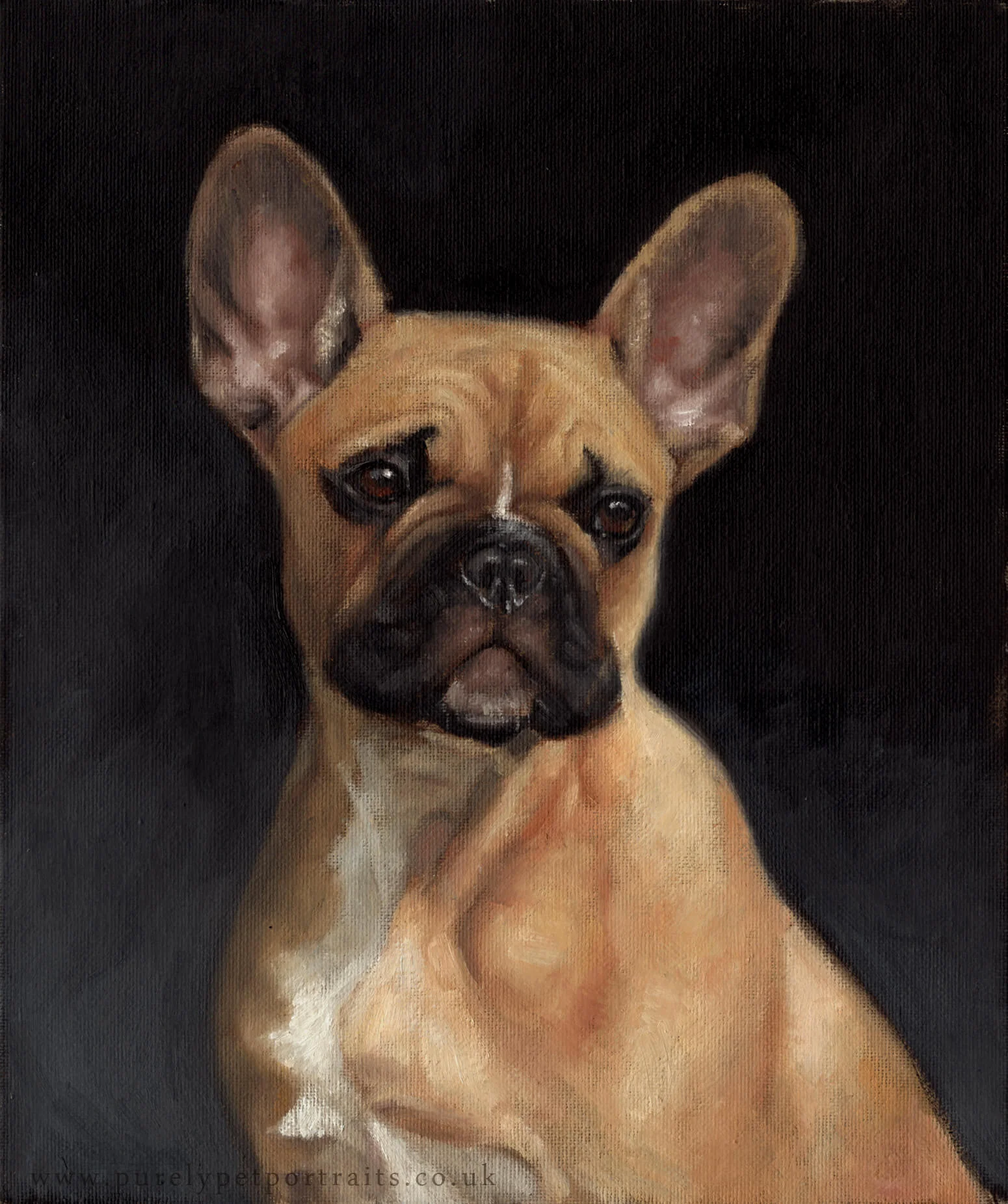 french bulldog.jpg