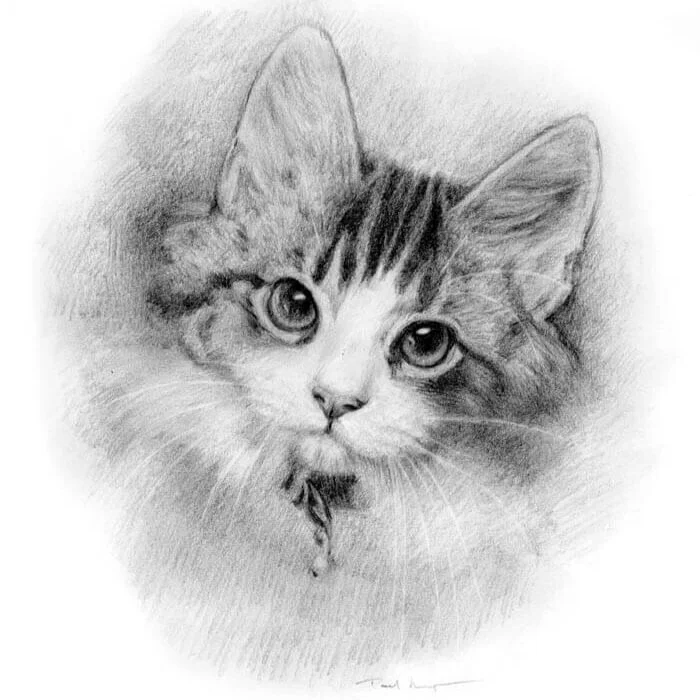 kitten.jpg