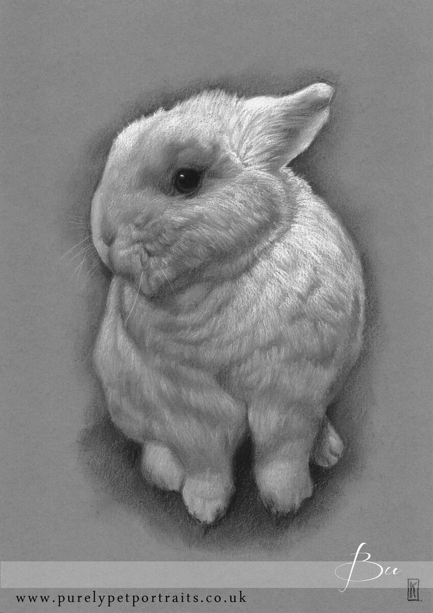 charcoal portrait of bunny Bu.JPG
