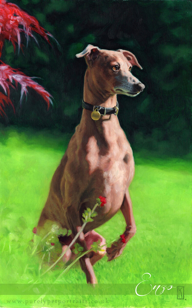Portrait of Italian Greyhound called Enzo oil painting.jpg