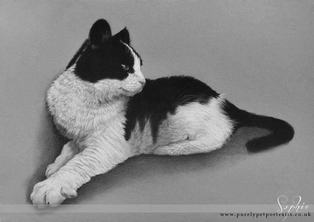 Portrait of black and white cat Sophie.jpg