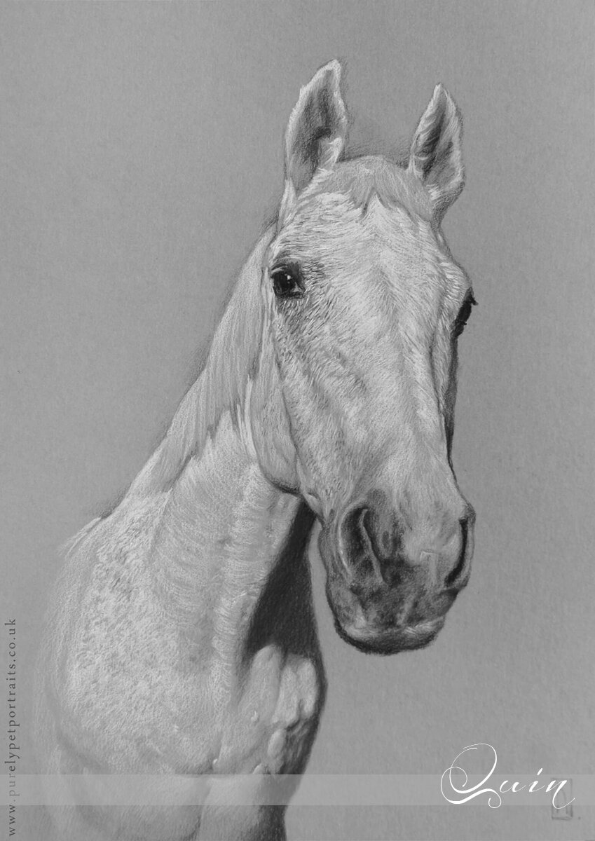 portrait of a white horse called Quin.jpg