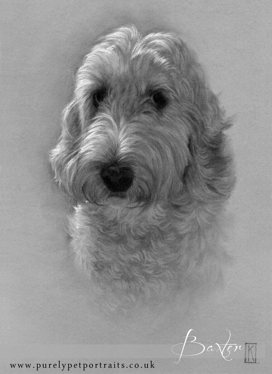 portrait of a white dog Baxter.jpg