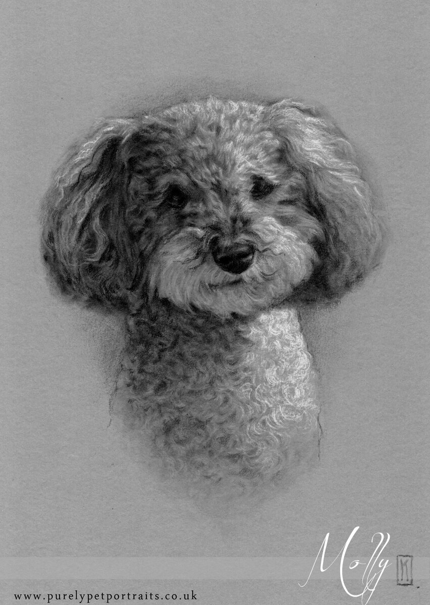 Portrait of a dog Molly.JPG