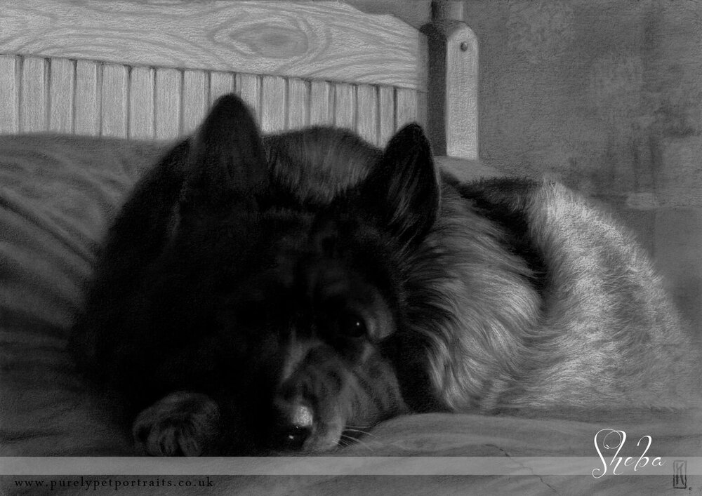 Portrait of lying dog Sheba.JPG