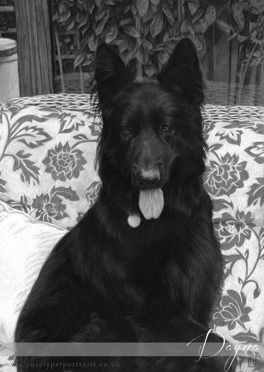 portrait of a black dog Dayna.jpg