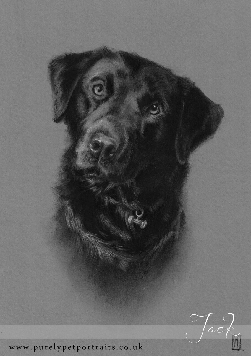 Charcoal portrait of a black dog called Jack.JPG