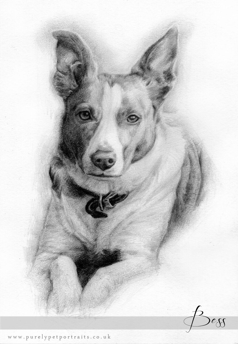 pencil drawing of dog Bess.JPG