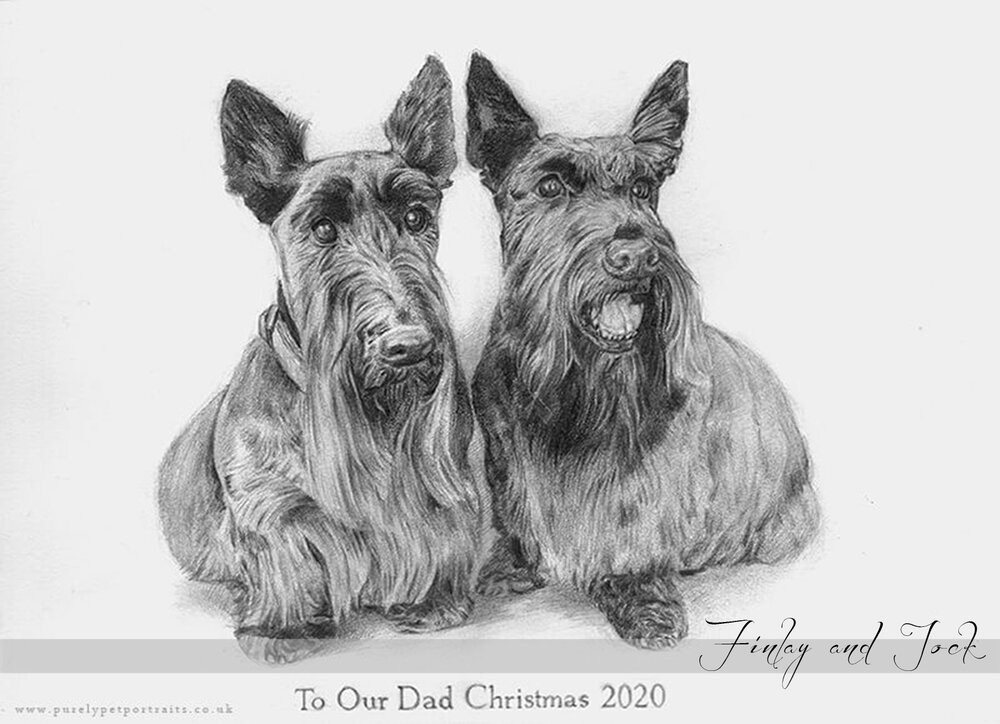 pencil drawing of two Scottish terriers Finlay and Jock .JPG